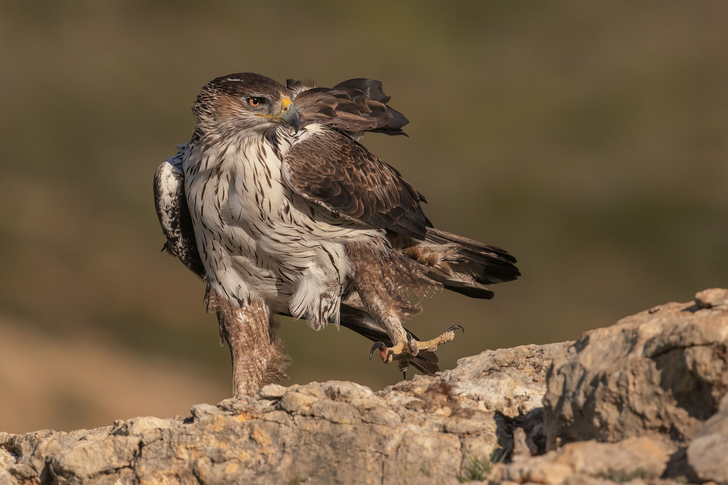 Bonelli's Eagle