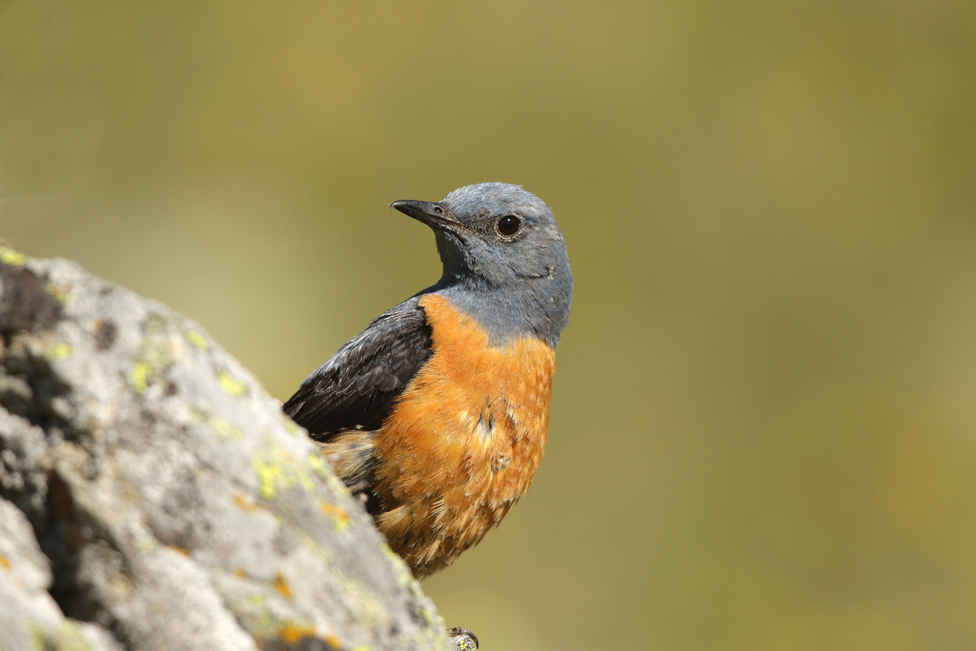 codirossone valtellinese