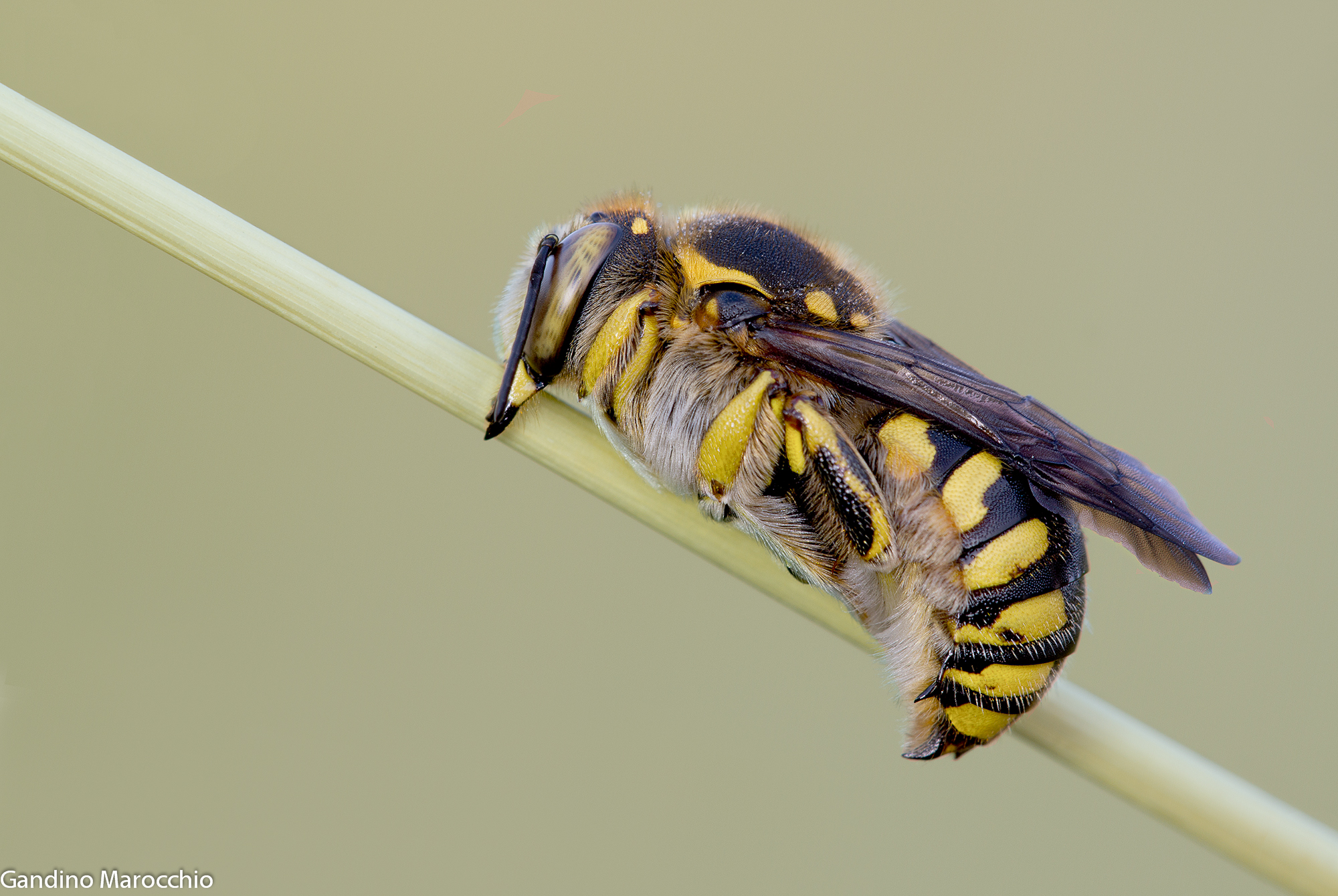 Eucera