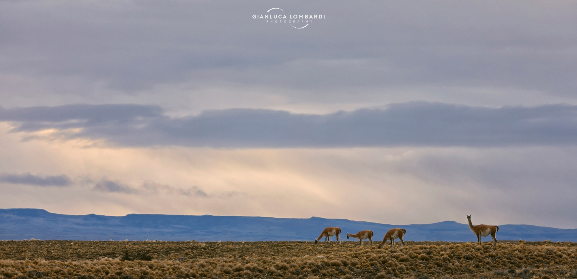 Guanacos