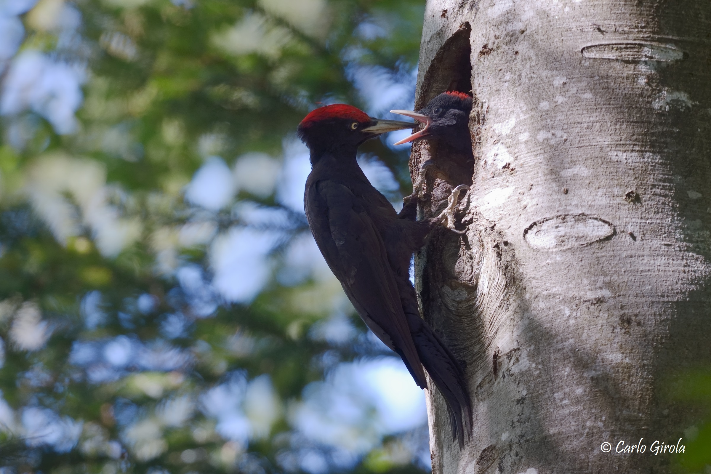 Black woodpecker (Dryocopus martius)