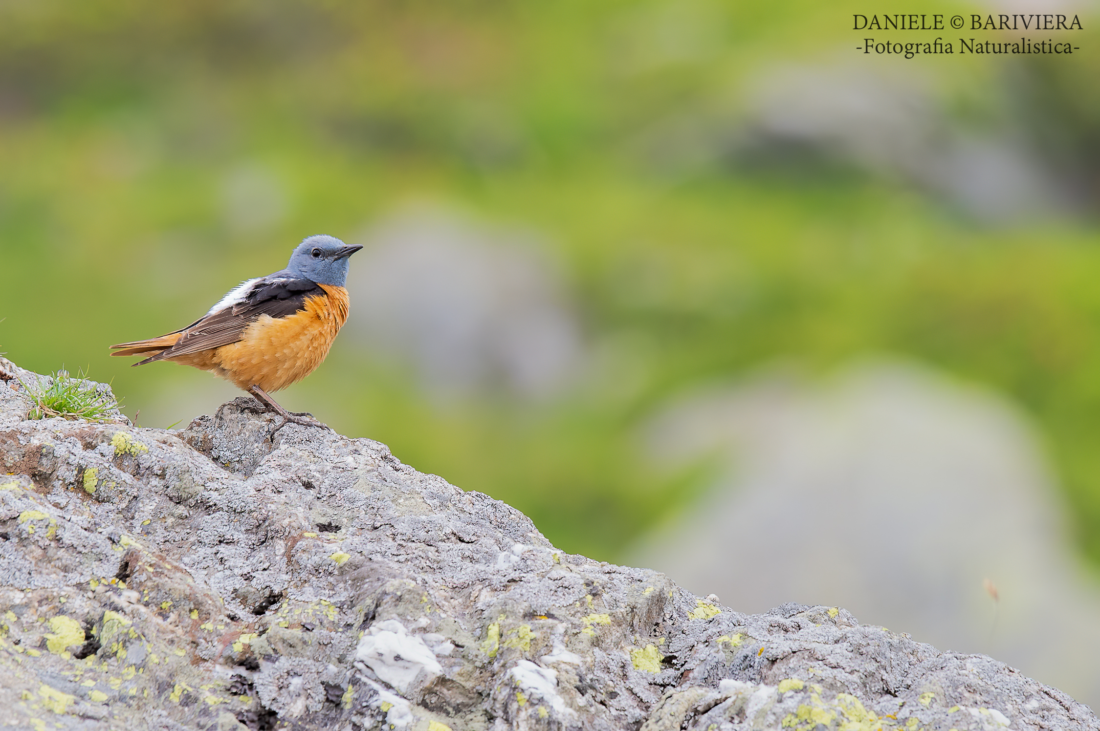 Codirossone in bella mostra