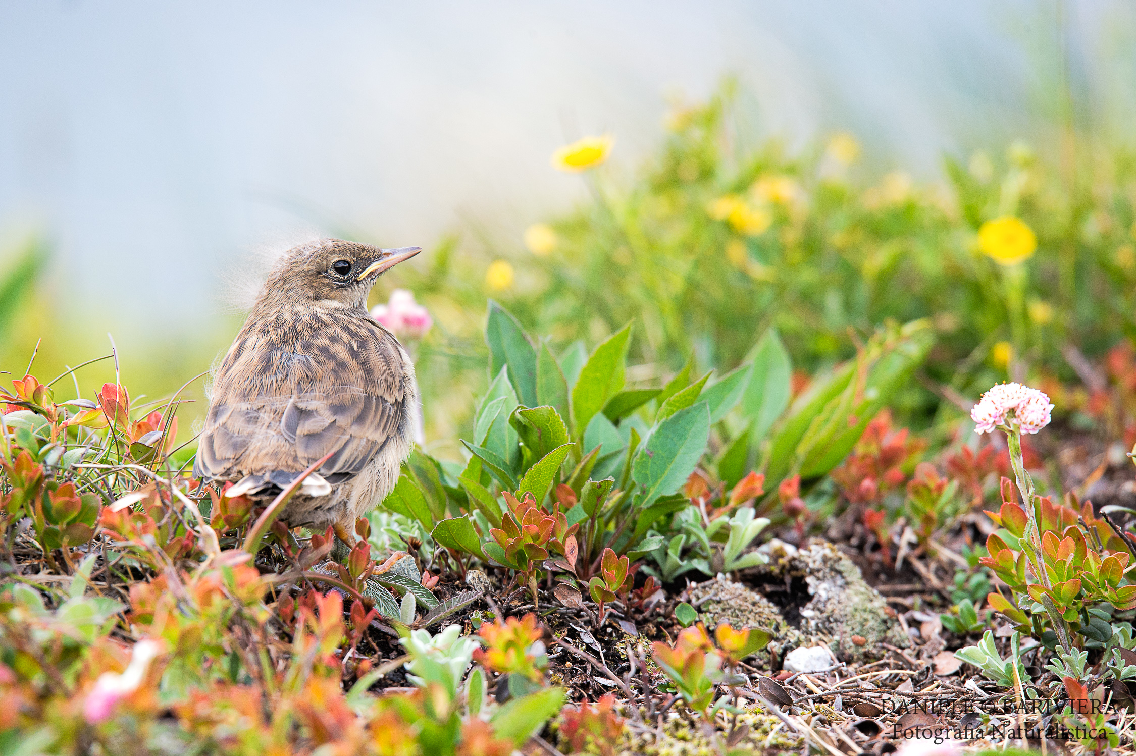 Giovane Spioncello tra le fioriture Alpine
