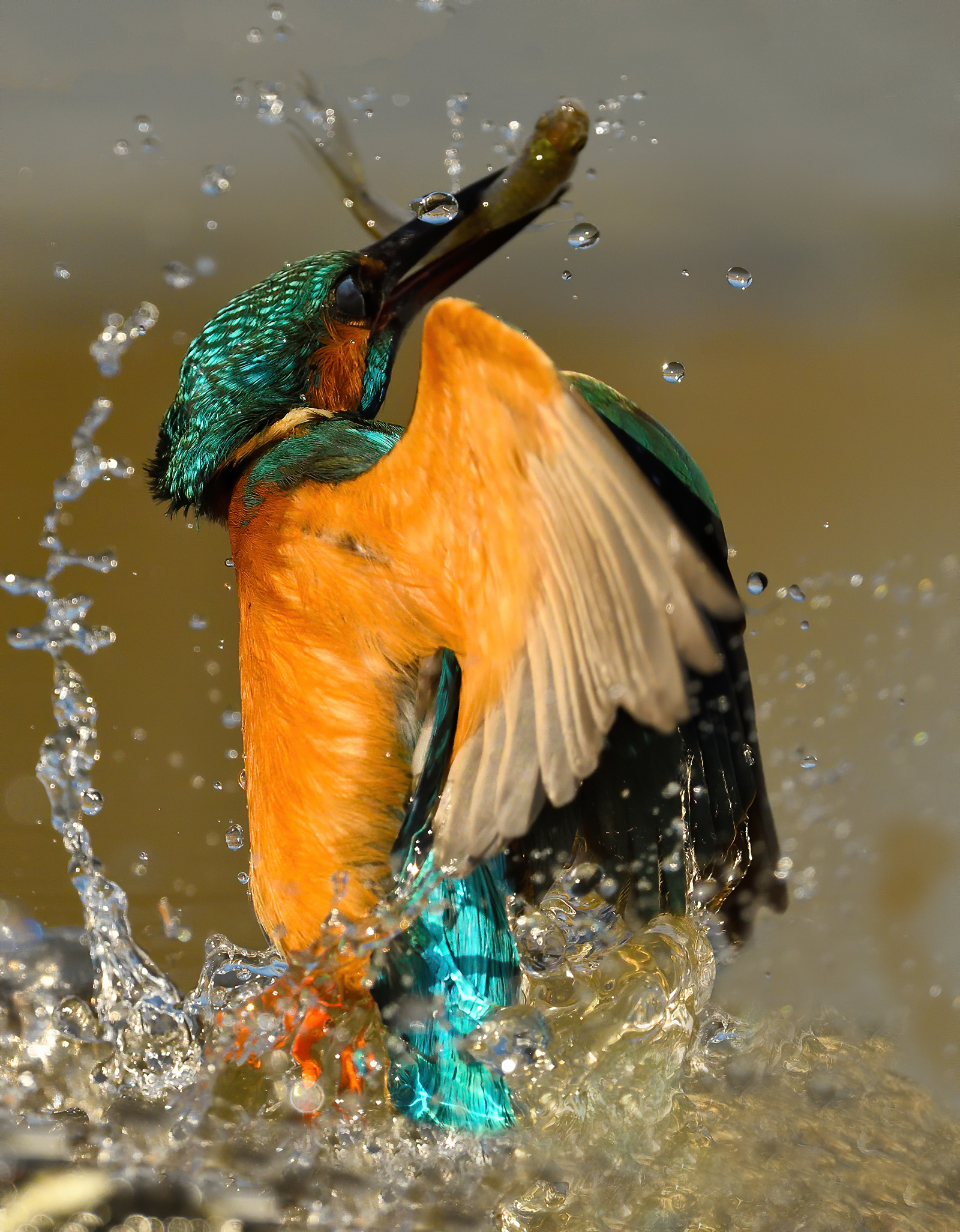 Martin pescatore