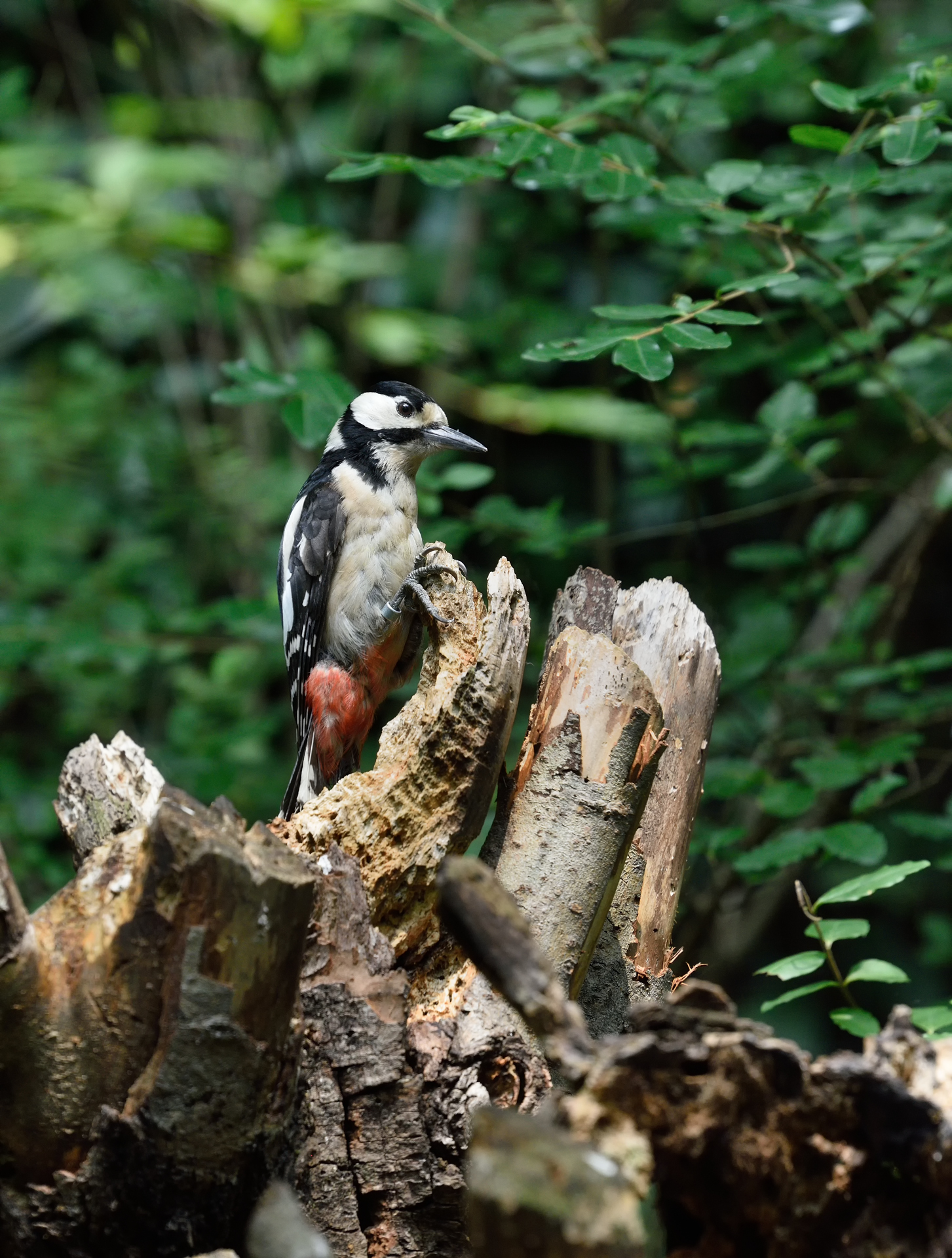 Ora è uscito, ha sentito che c'è un bonus ...