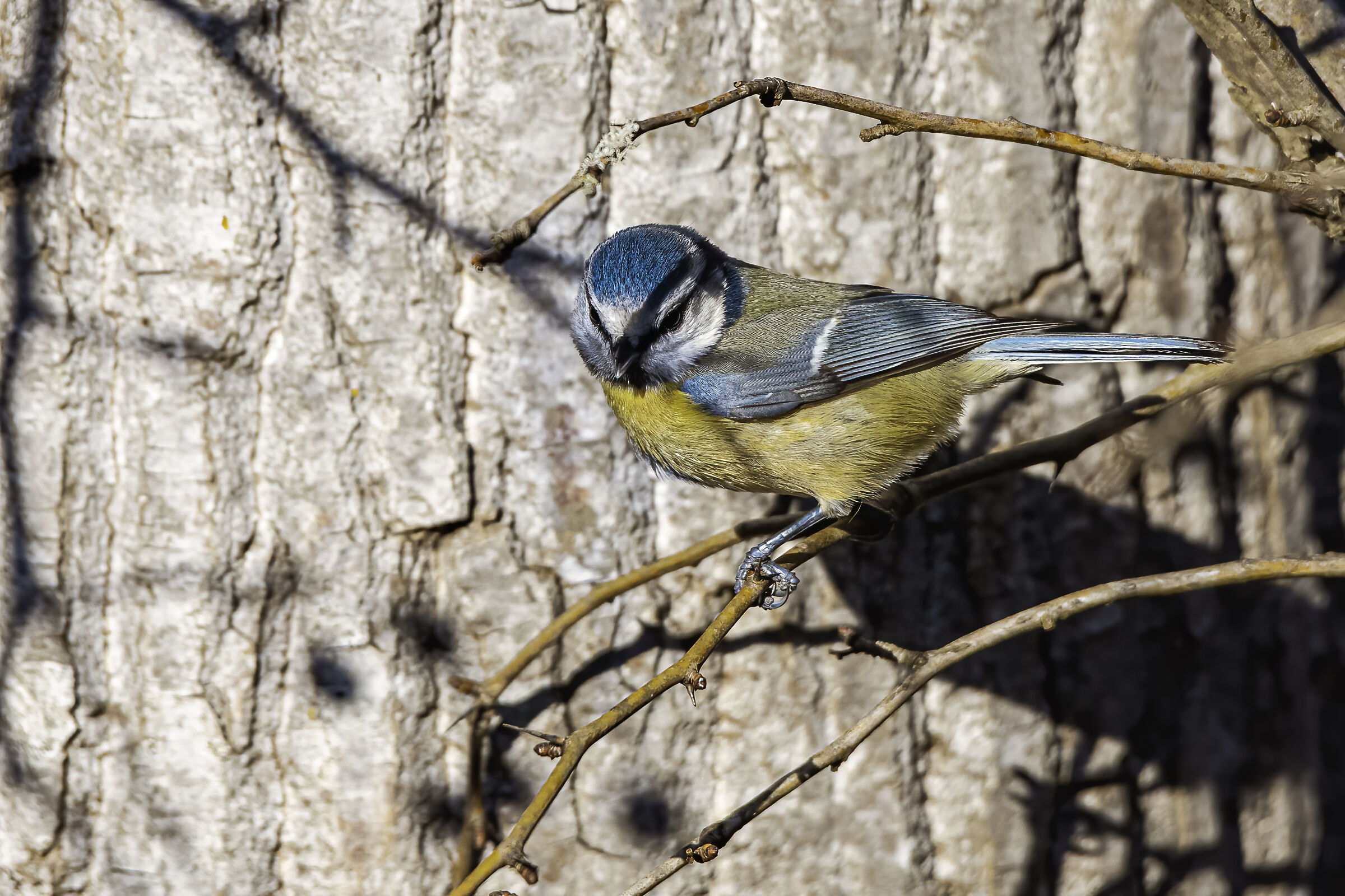 la cinciarella tra i rami