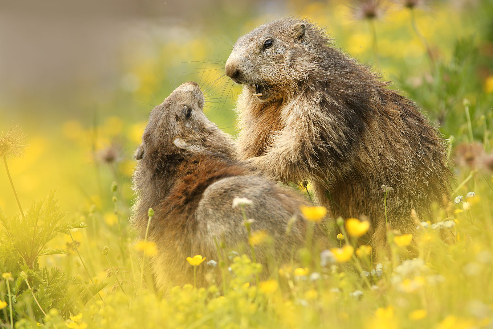 Marmotta europea