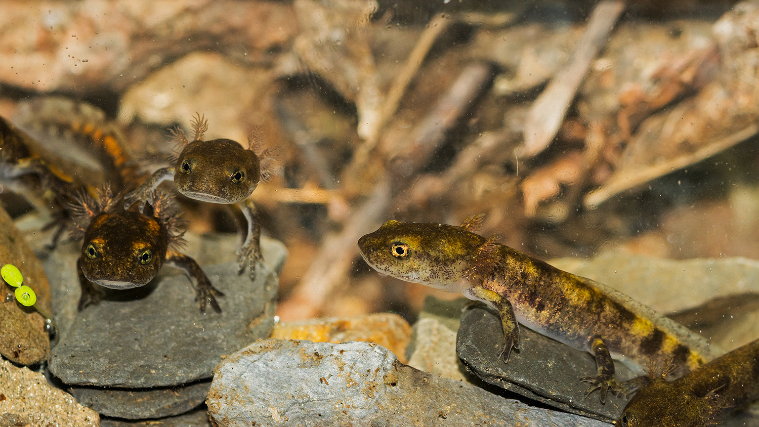 Larve di salamandra
