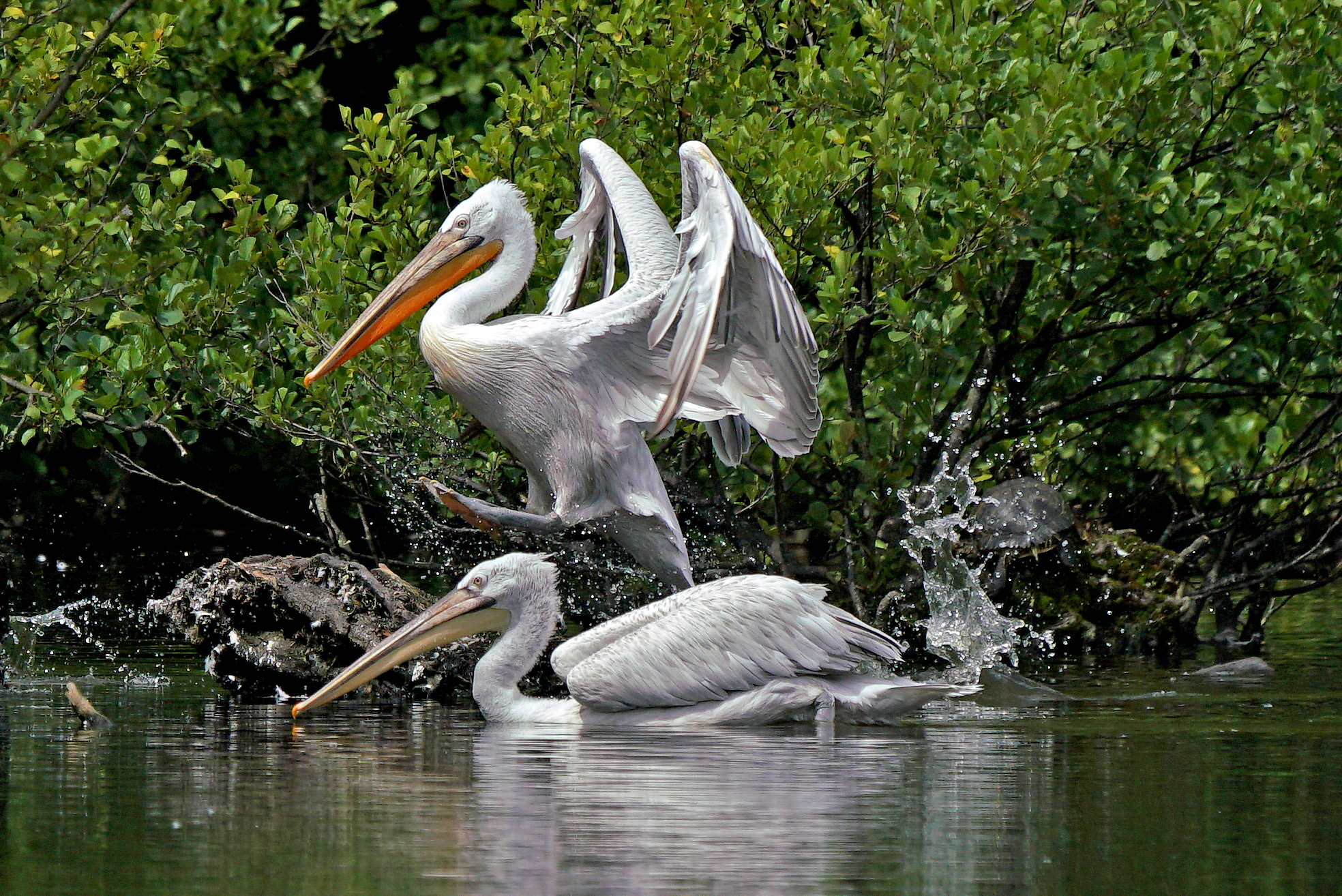Horse among Pelicans