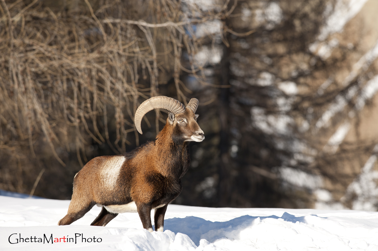 Muflone in posa Potente