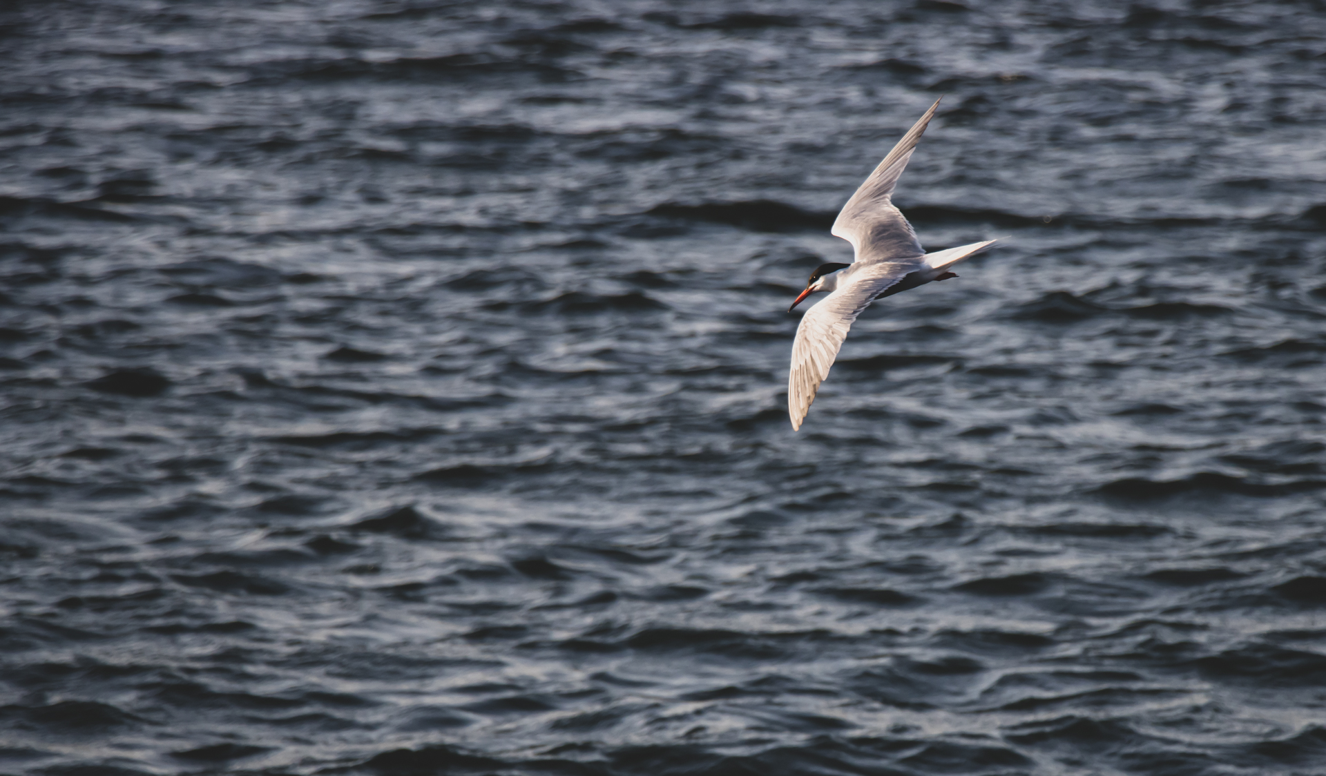 Sterna intenta a pescare