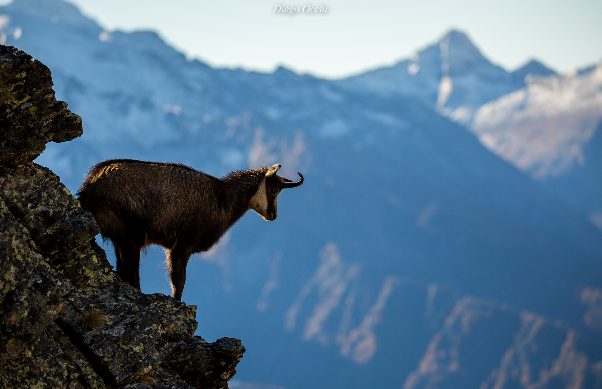 Camoscio "panoramico"