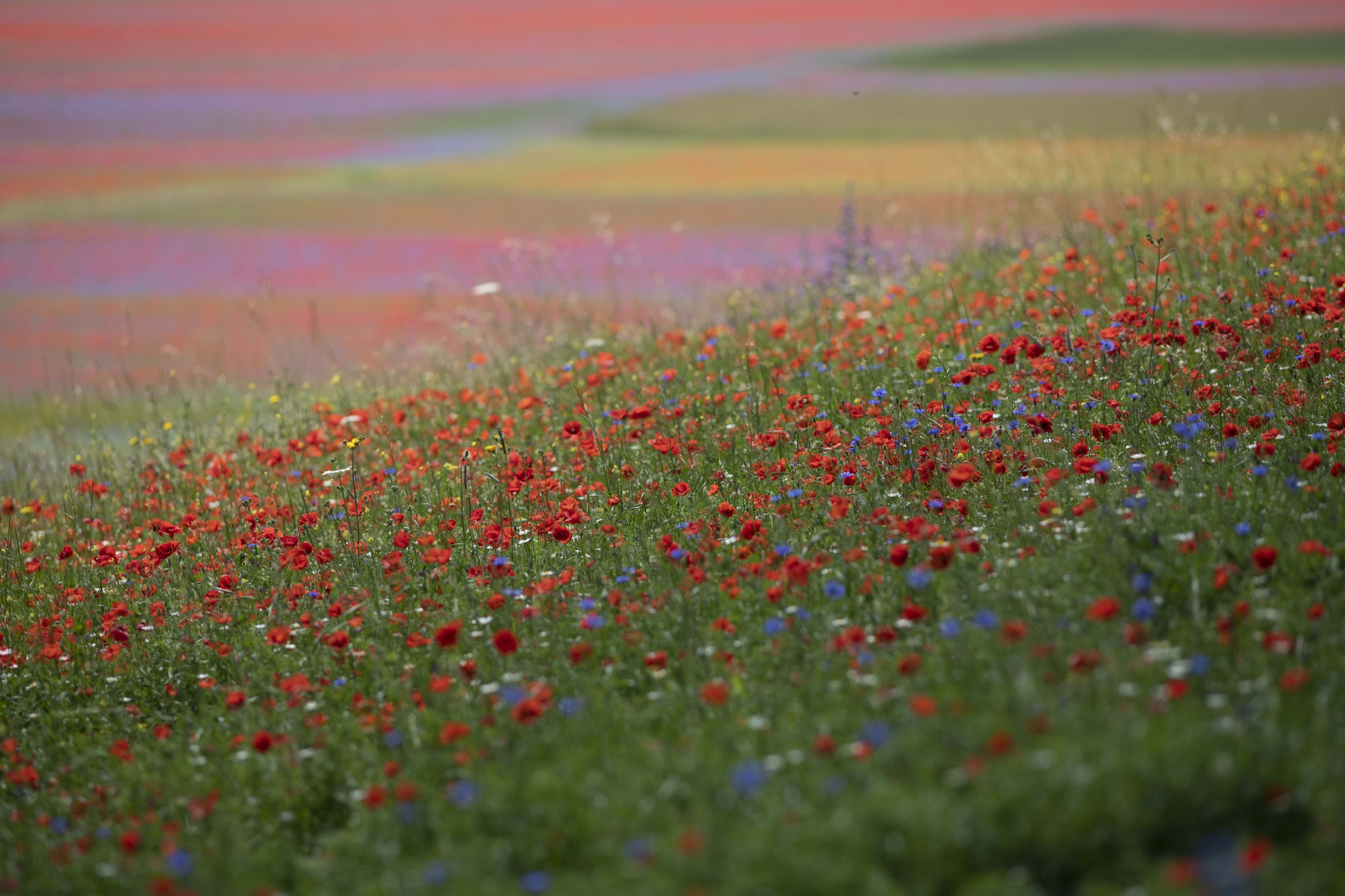 La Fioritura, tra sogno e realtà