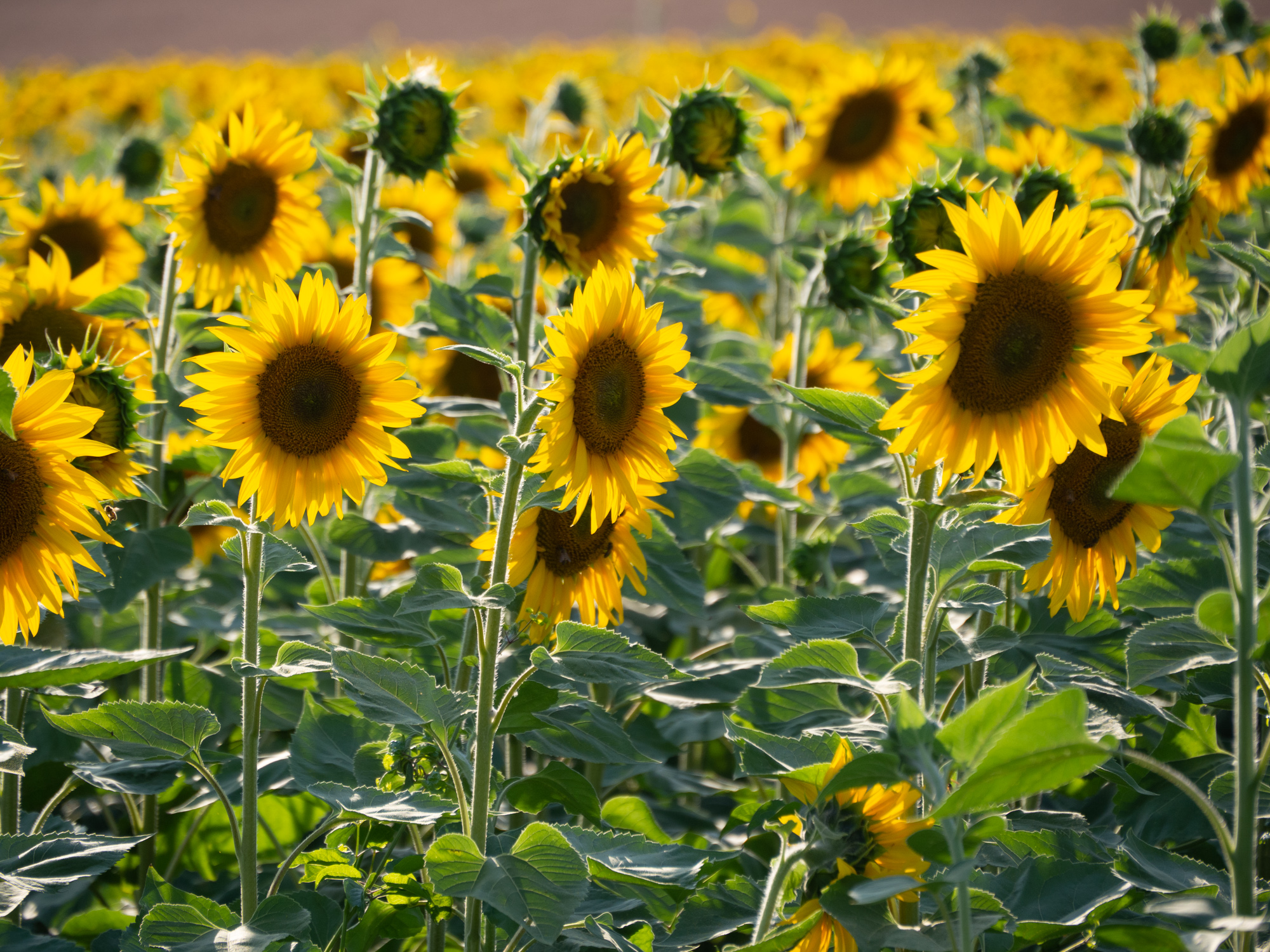 Sunflowers