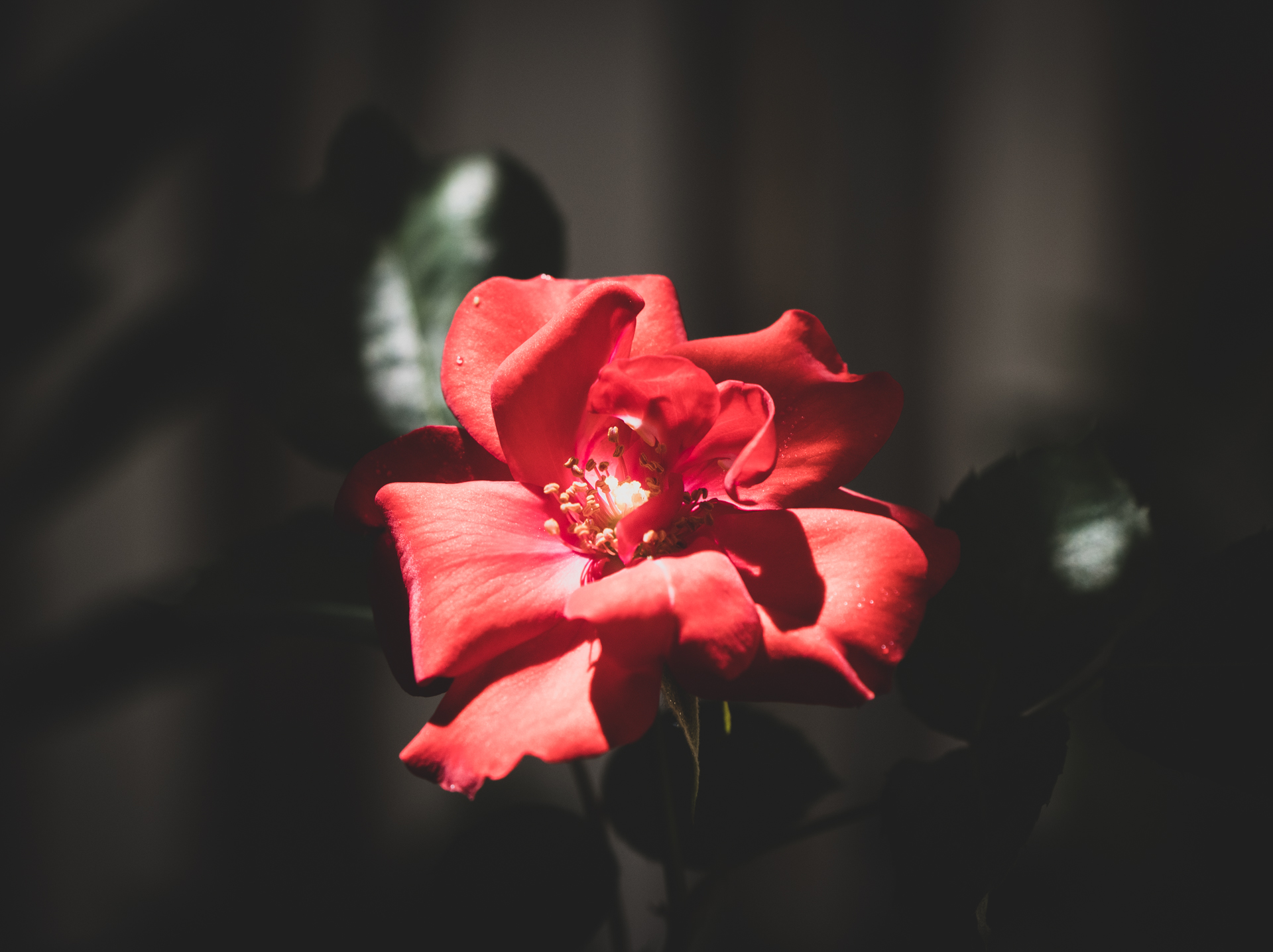 La semplice bellezza della camelia