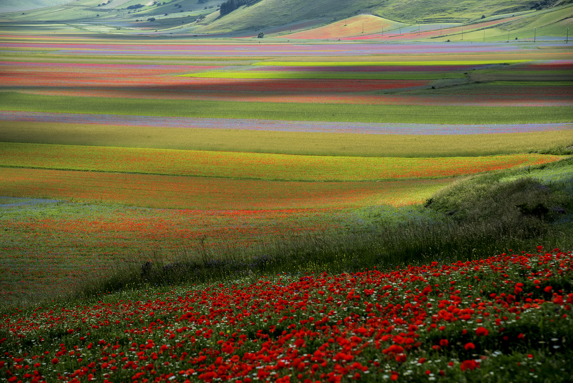 Castelluccio di Norcia  2020