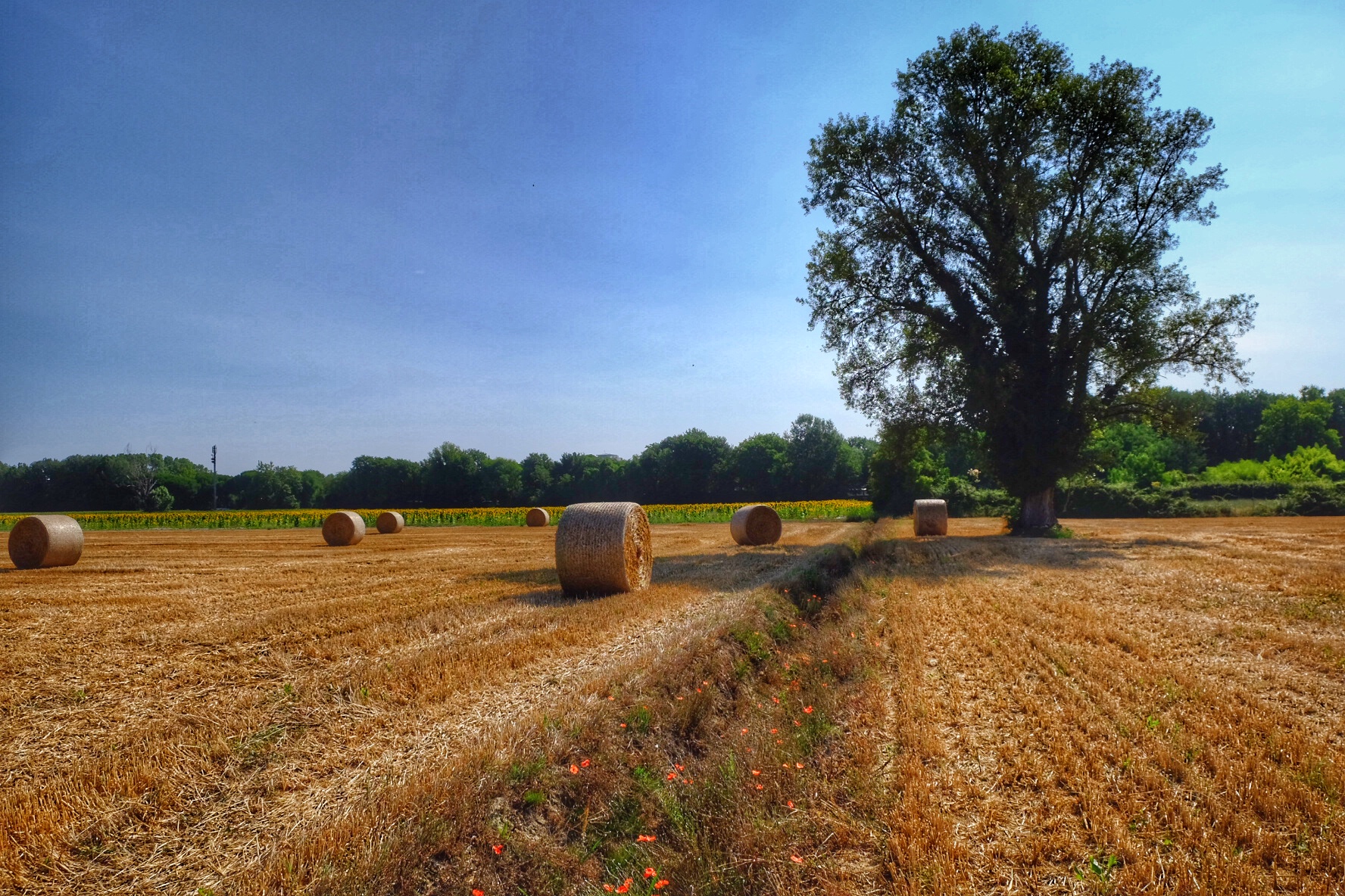 Country Landscape of July