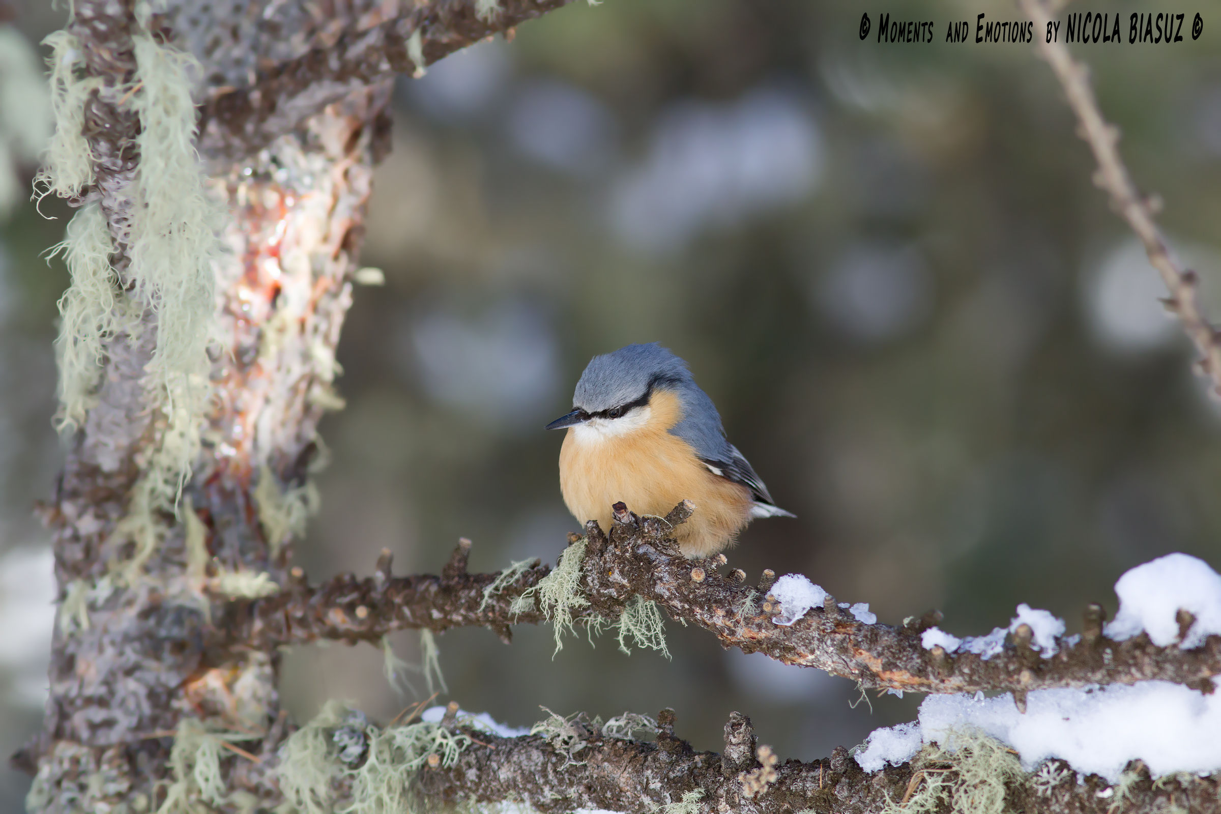Nuthatch