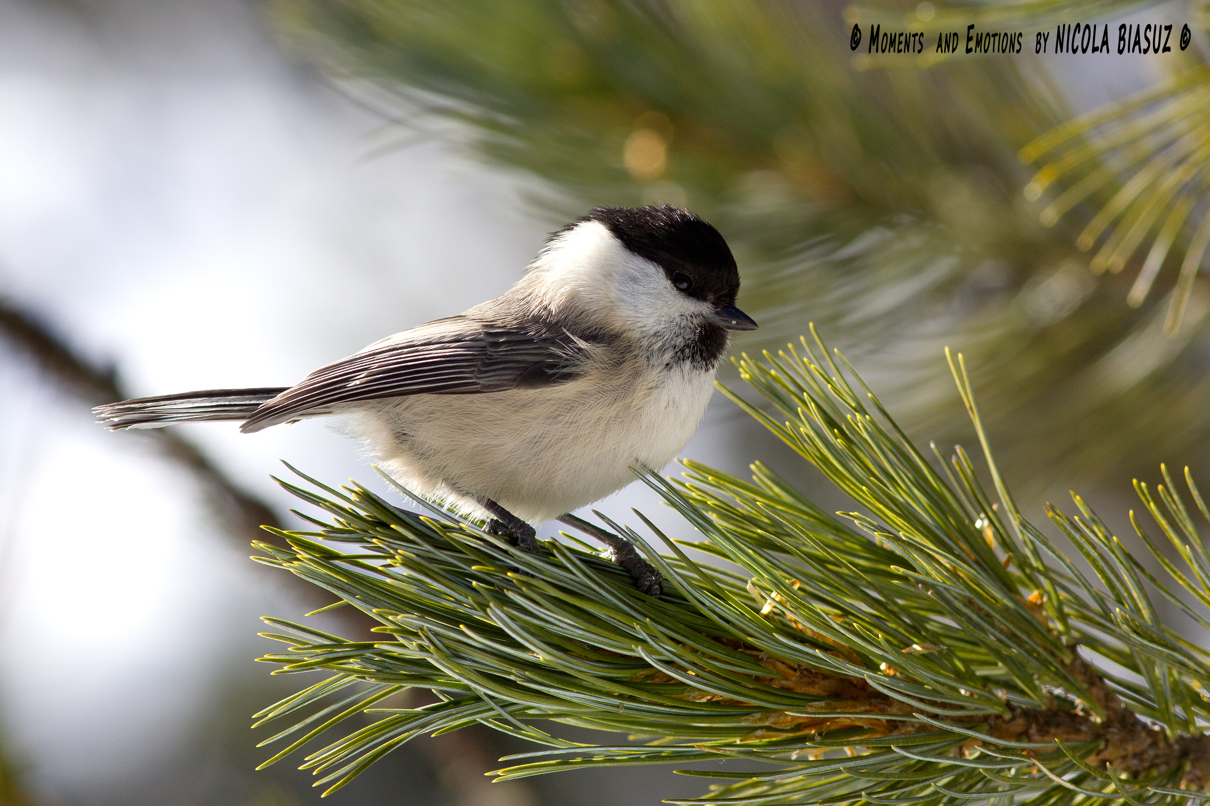 Marsh Tit