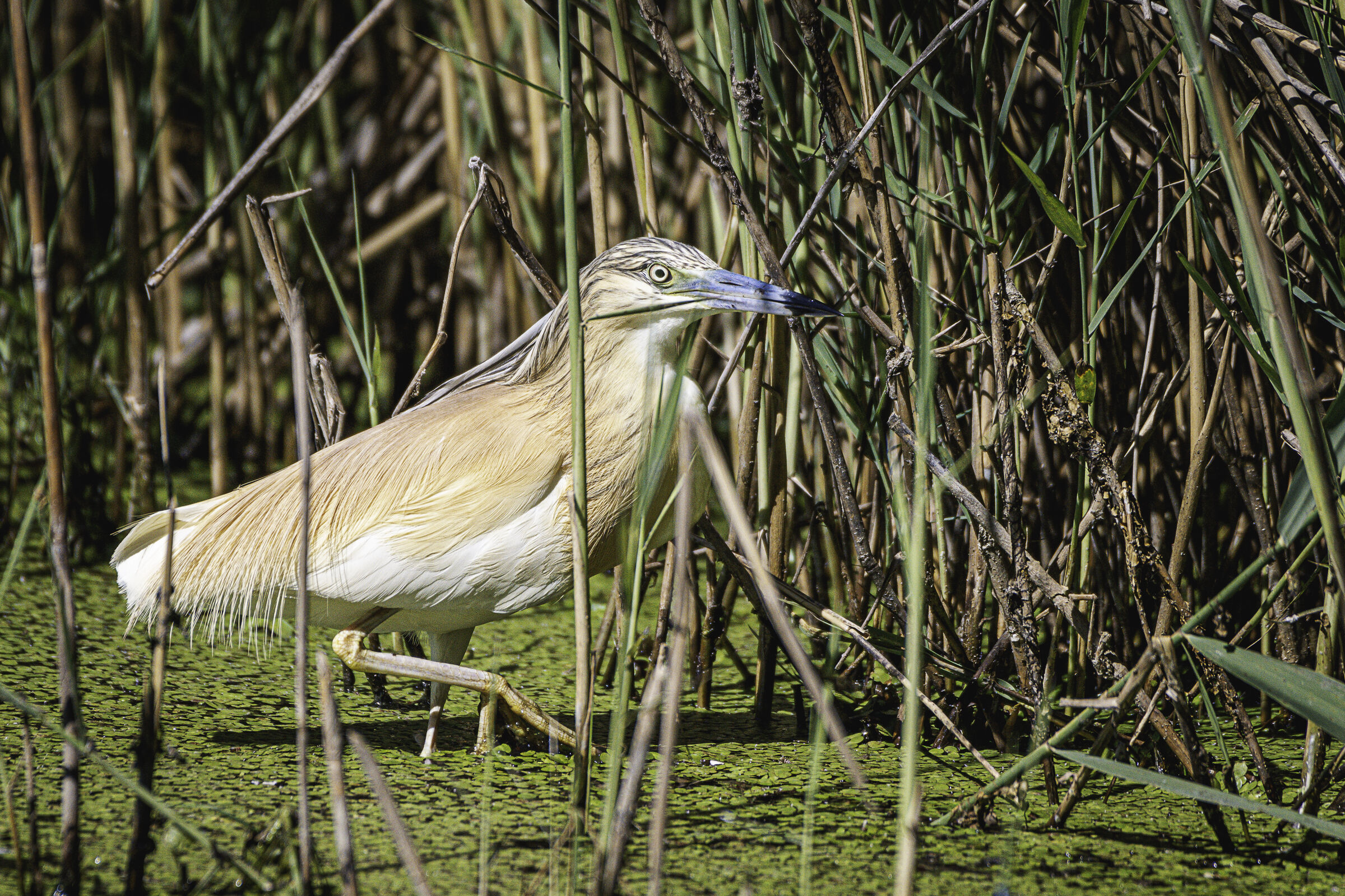 Sgarza ciuffetto nel canneto n.1