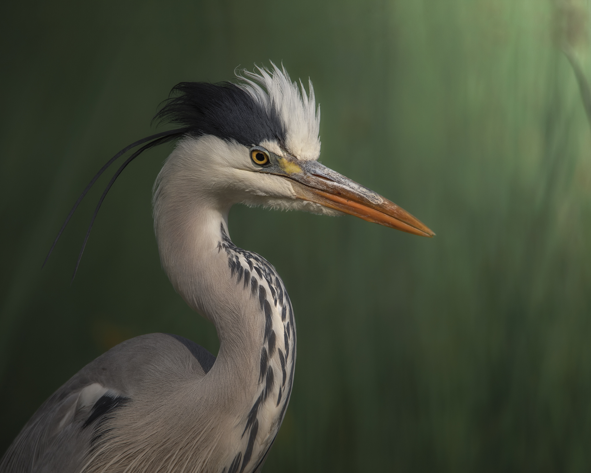 Ash heron
