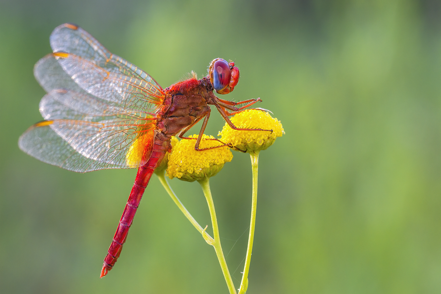 Red Dragon
