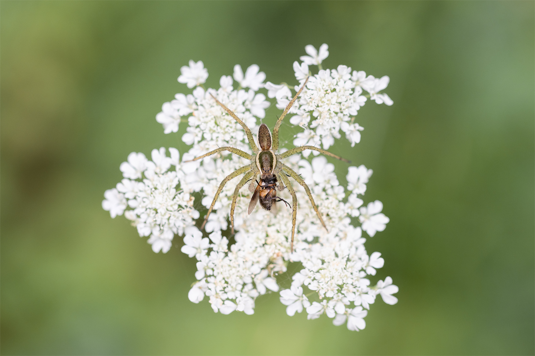 Dolomedes sp