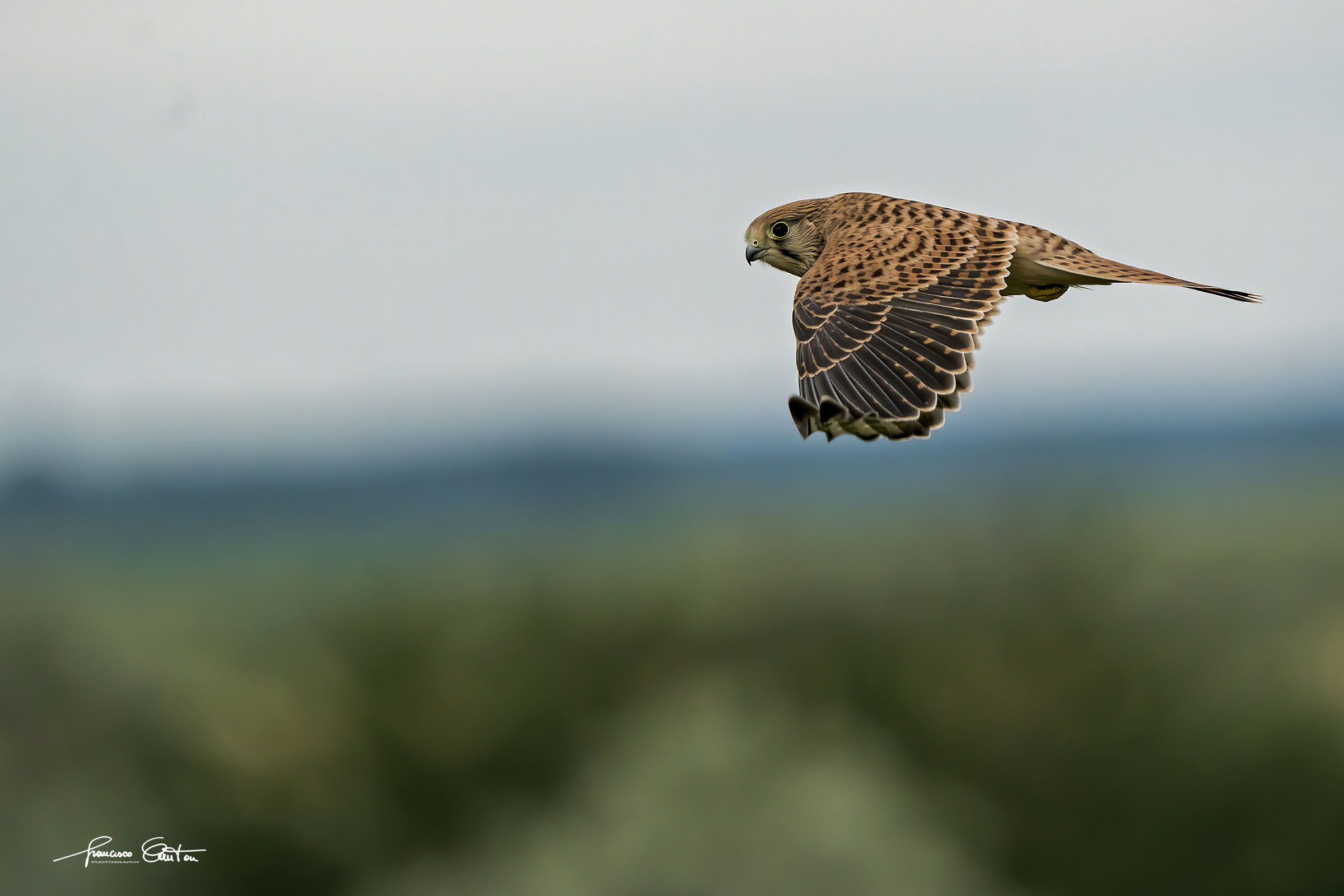 Kestrel