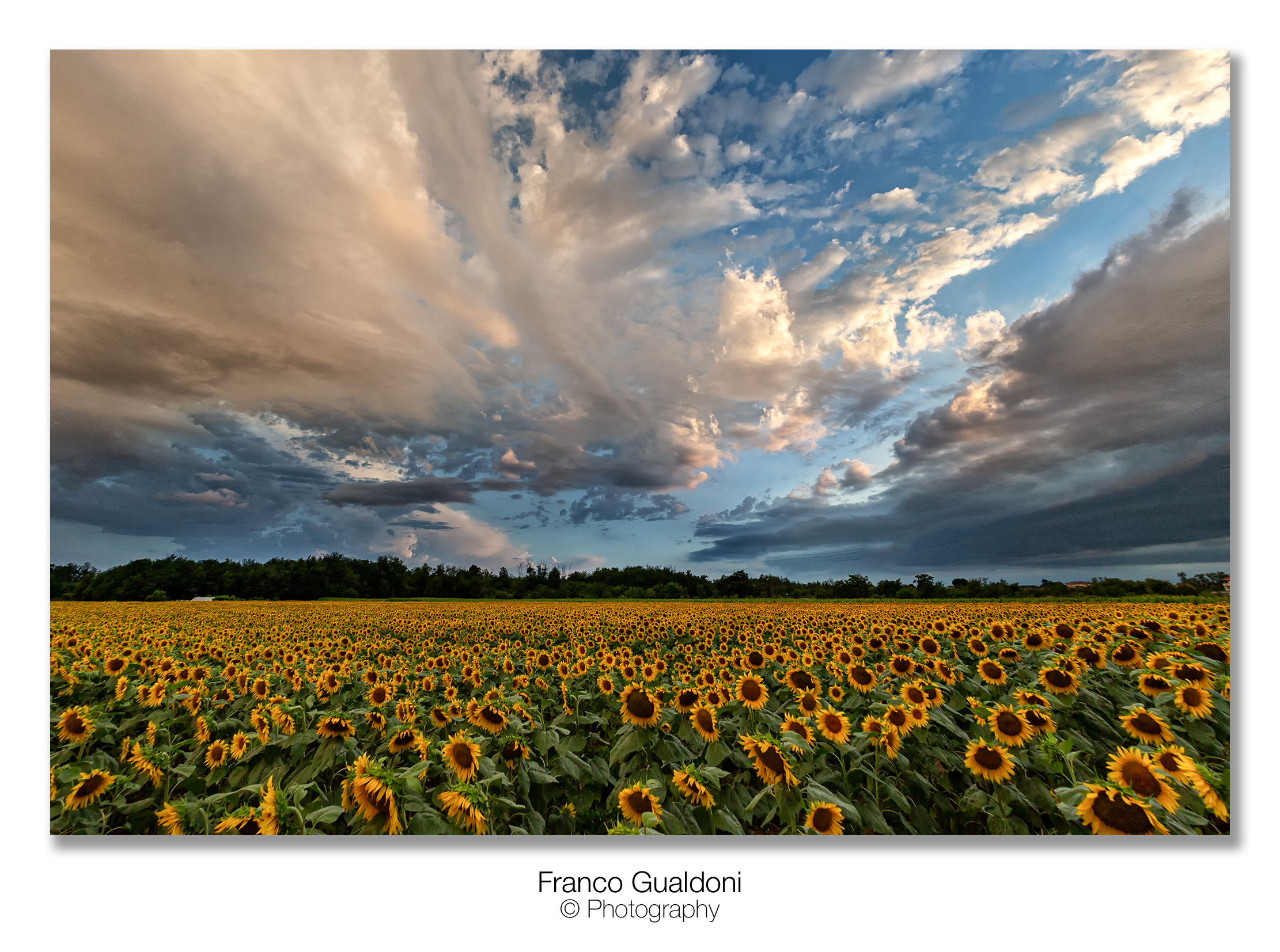 Sunflower field...
