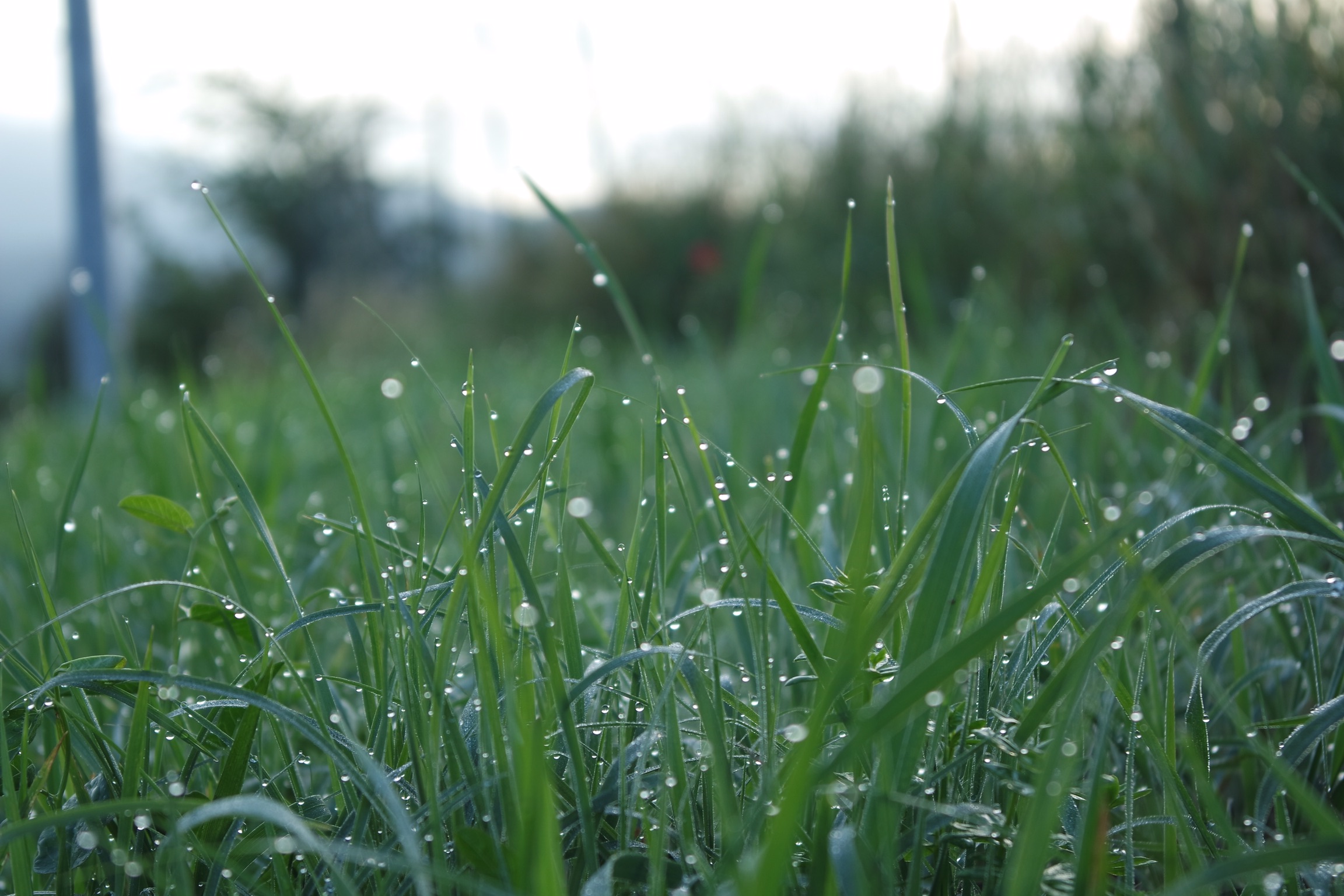 Grass drops