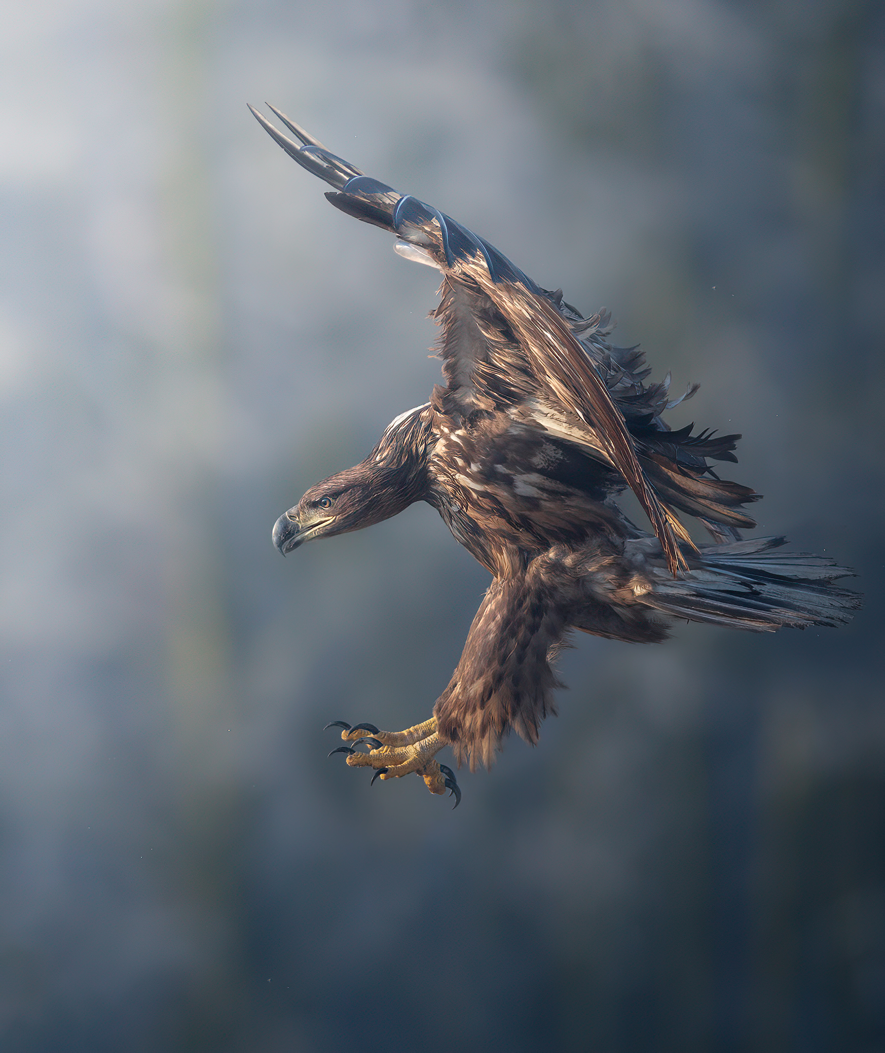 Cold Landing, New1001