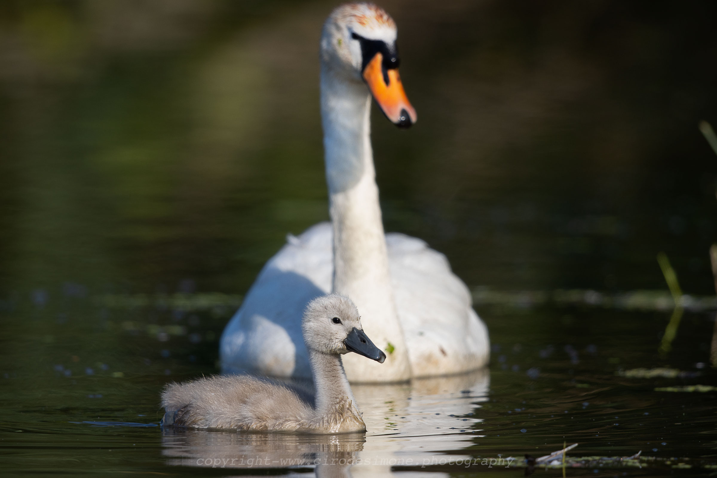 Under The Gaze of Mom