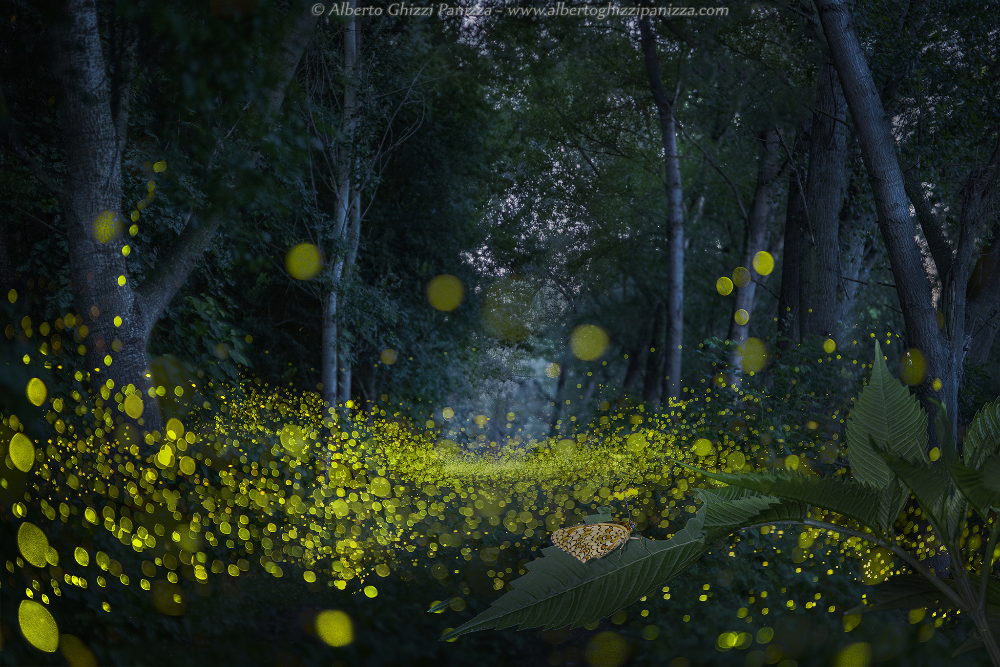 La magia delle lucciole e del Noct