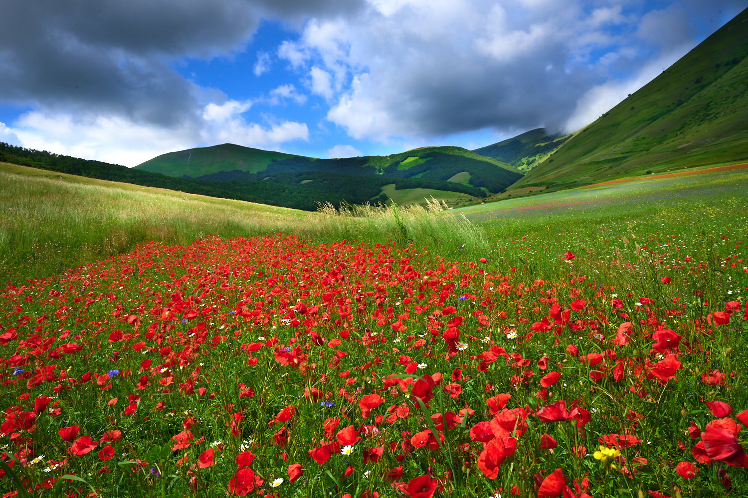 Castelluccio 2020