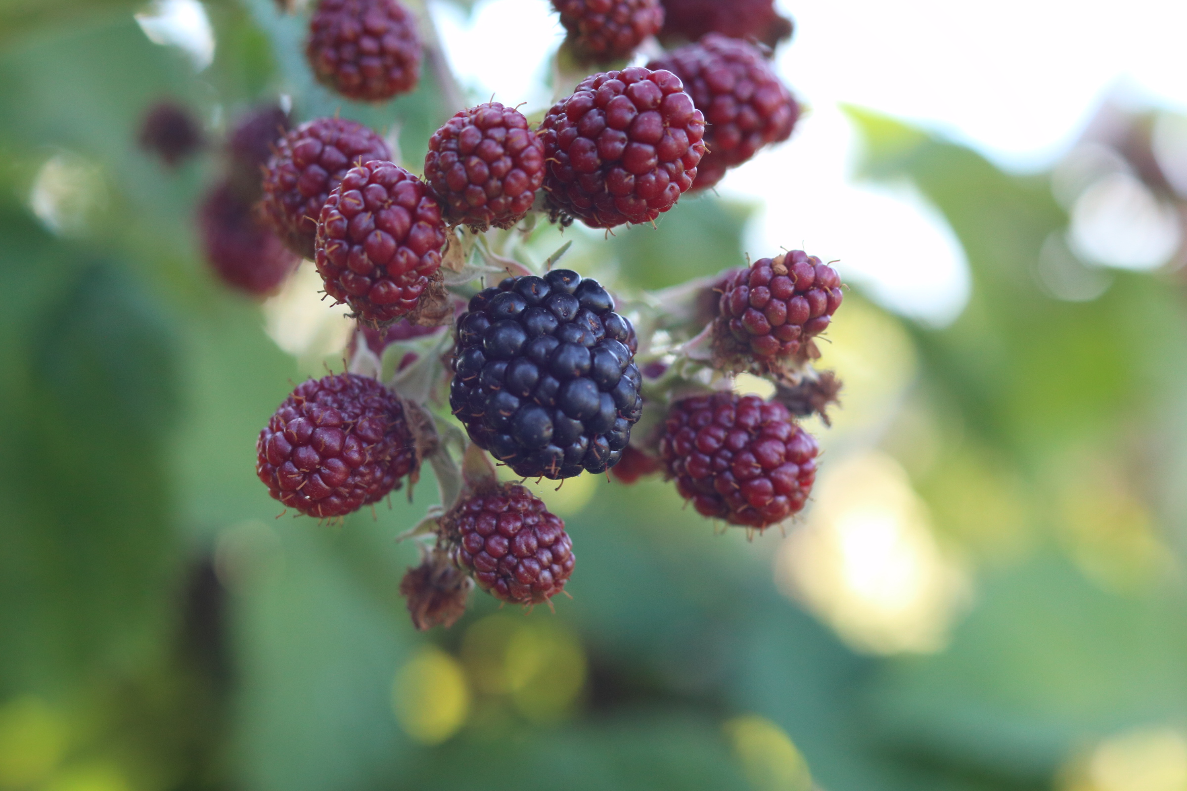 In attesa del tempo delle more