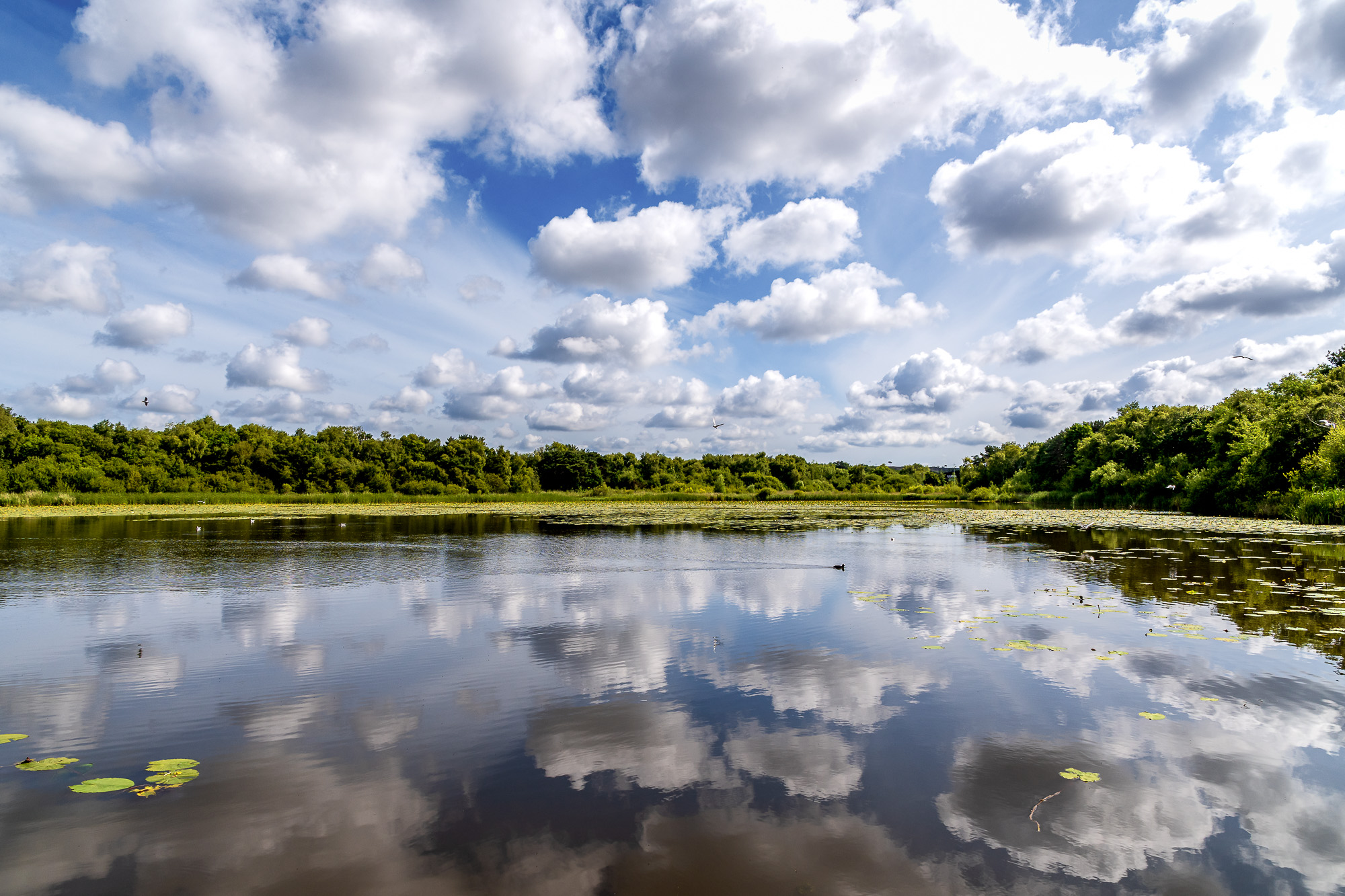 Cielo Inglese - Riflesso