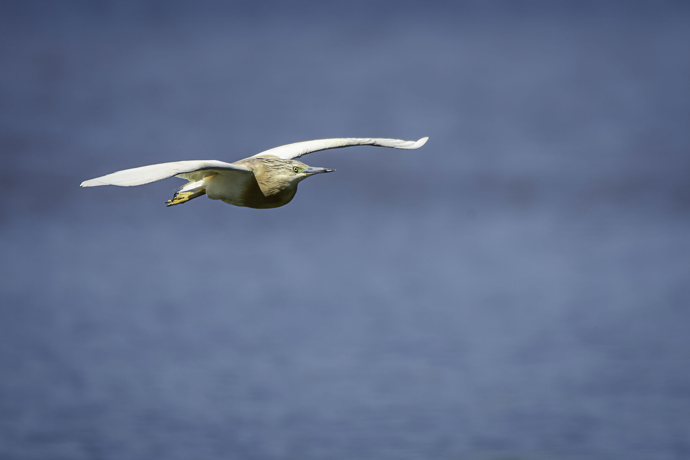 Sgarza ciuffetto in volo n.1