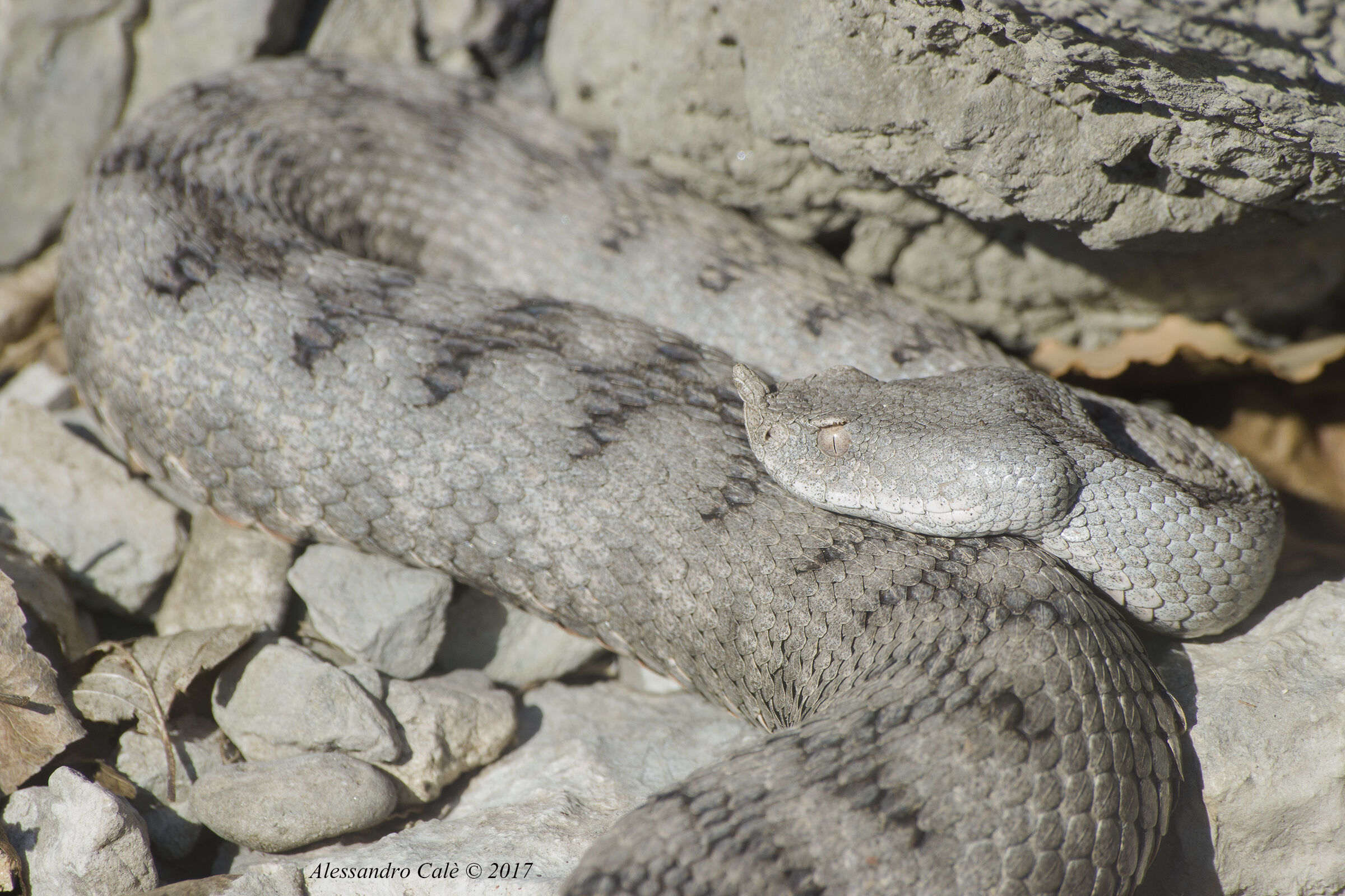 Vipera ammodytes (Vipera del corno) 1353
