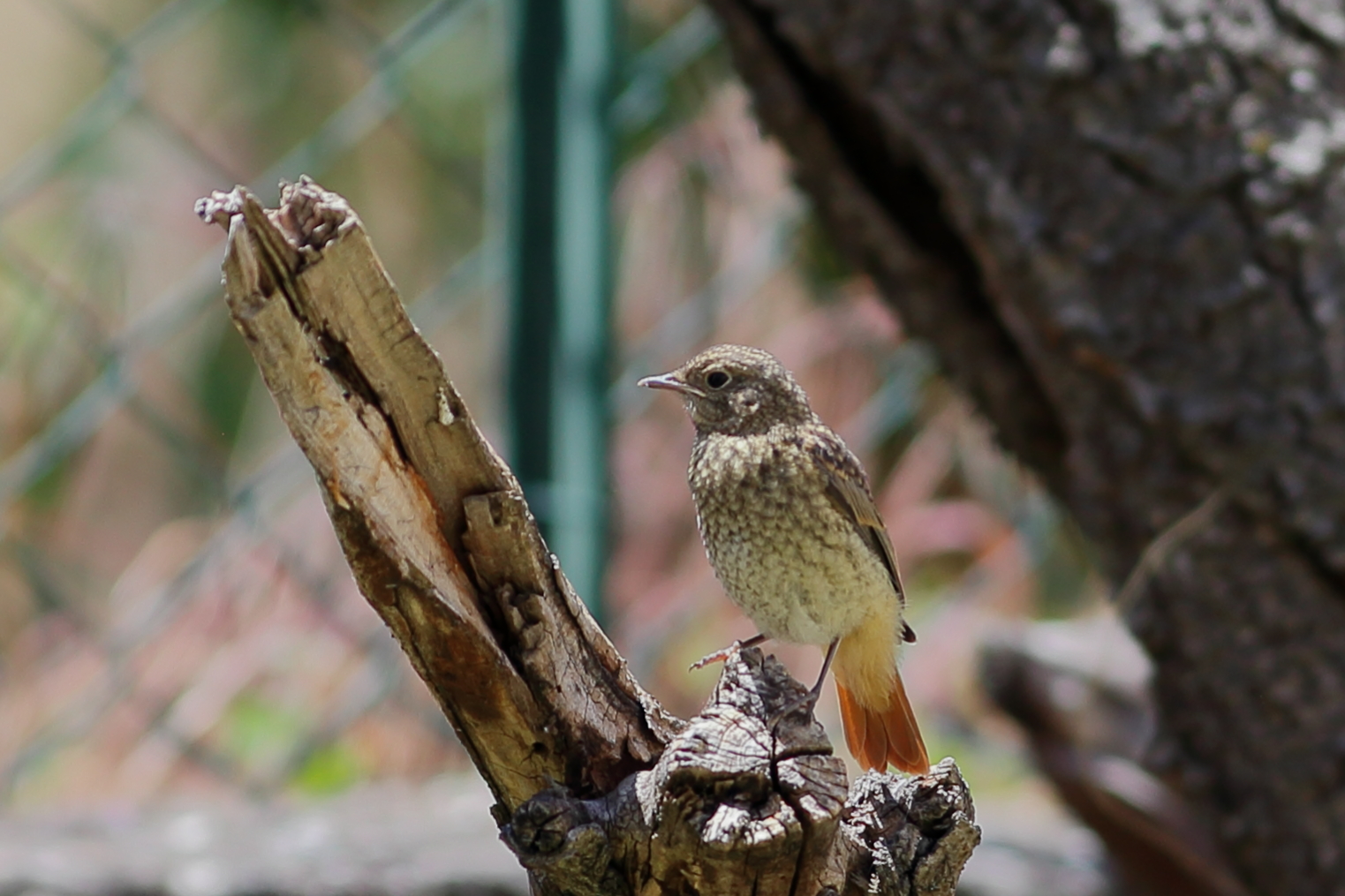 ingrediente per polenta