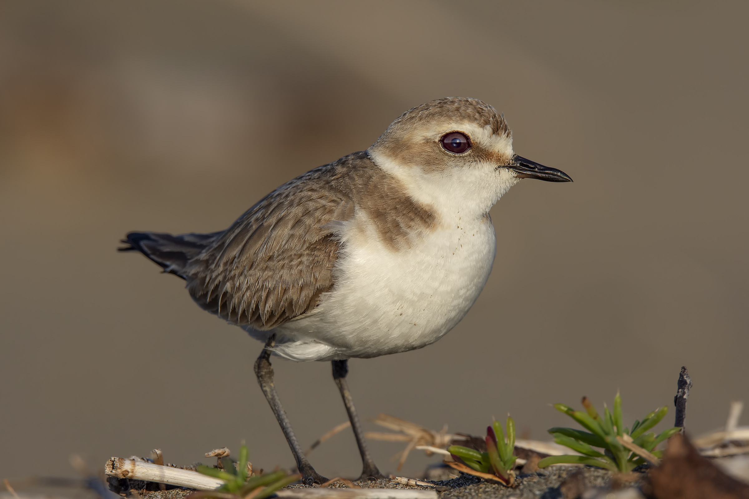 Fratino at the first lights