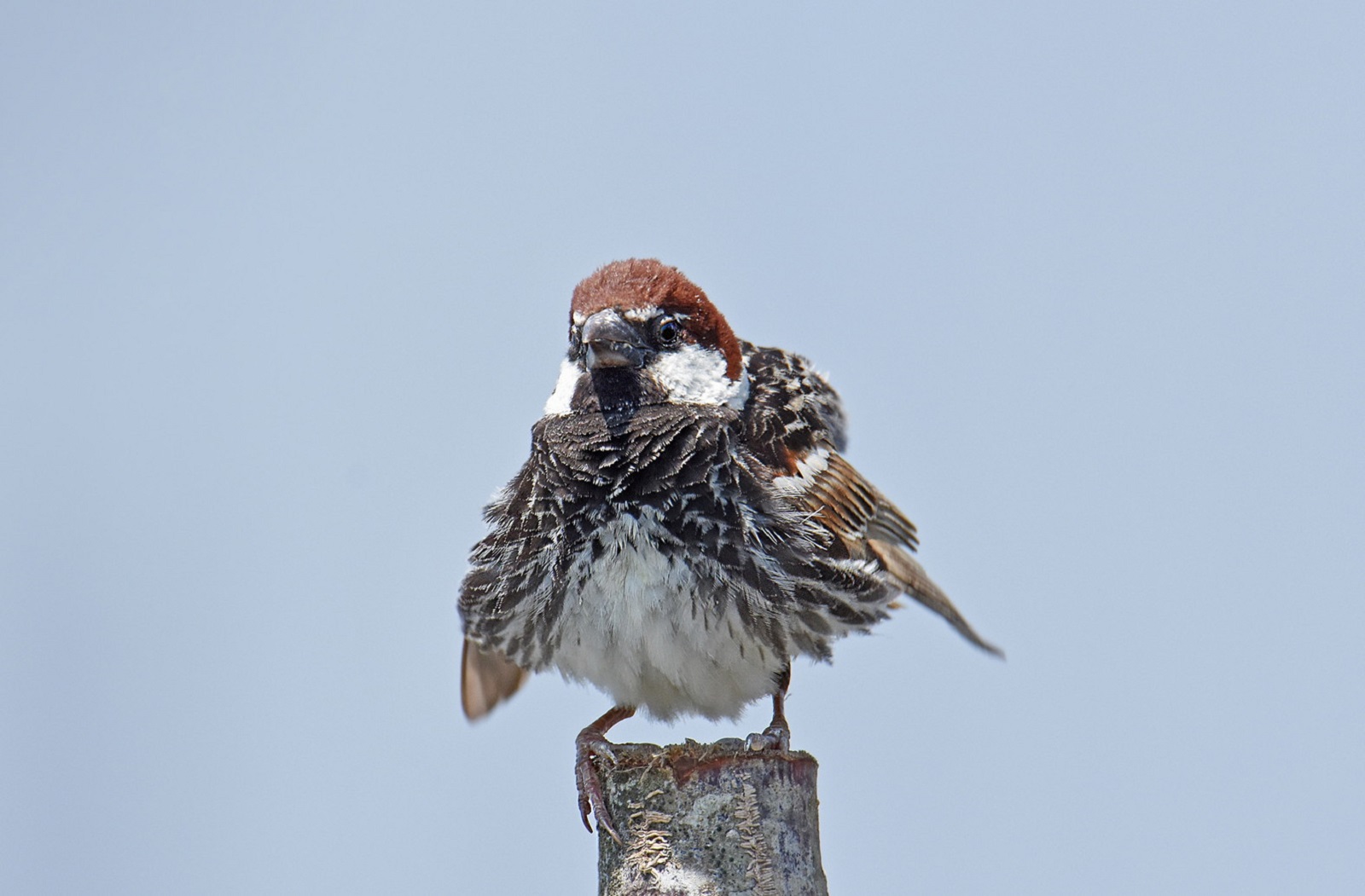SARDINIAN SPARROW