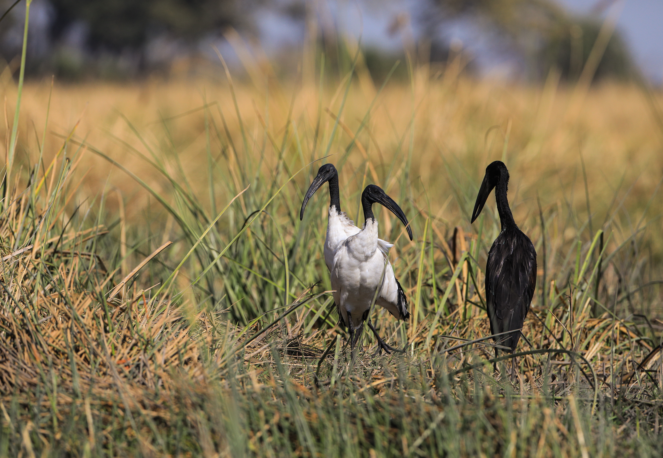 Ibis Sacro + African openbill