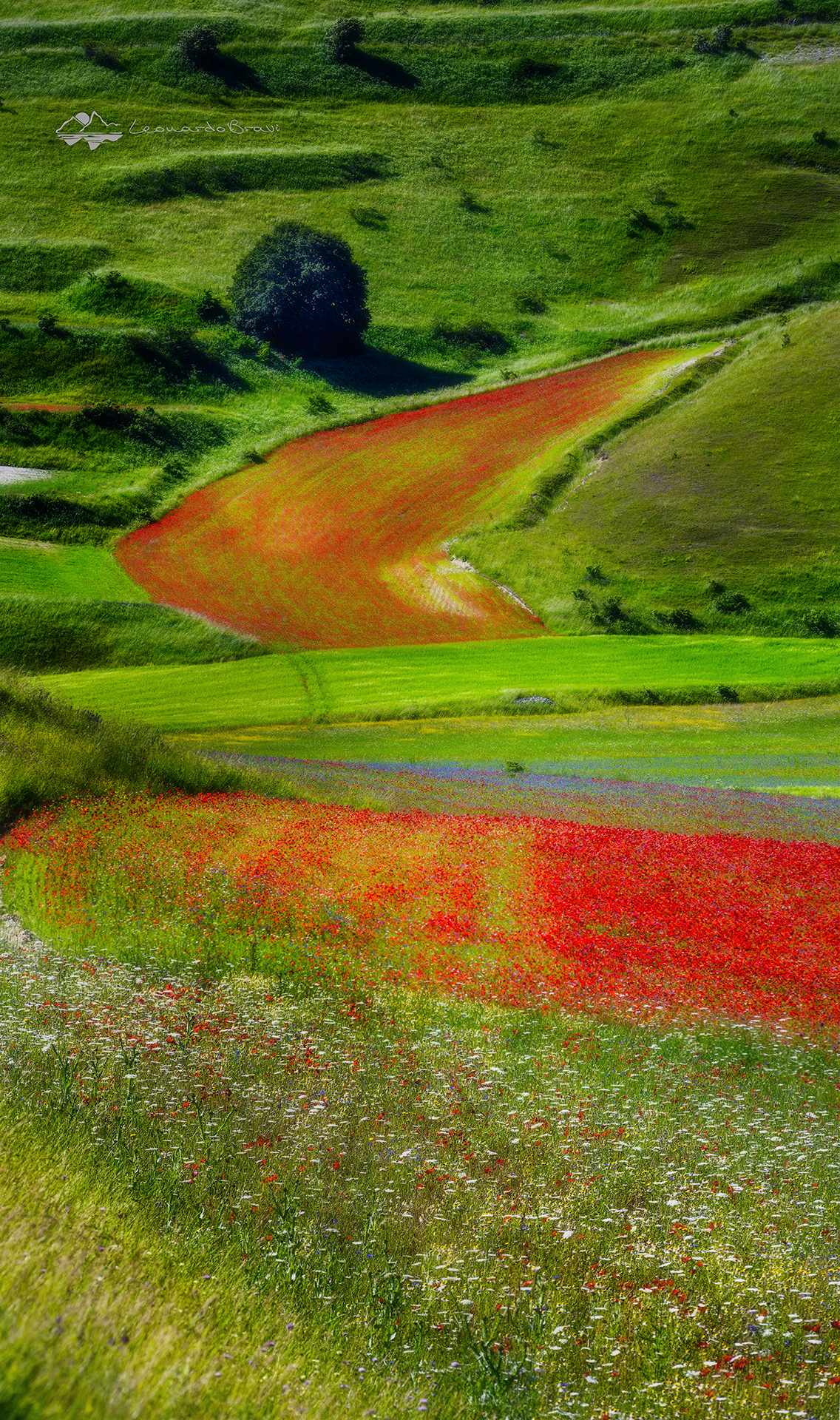 Green and red
