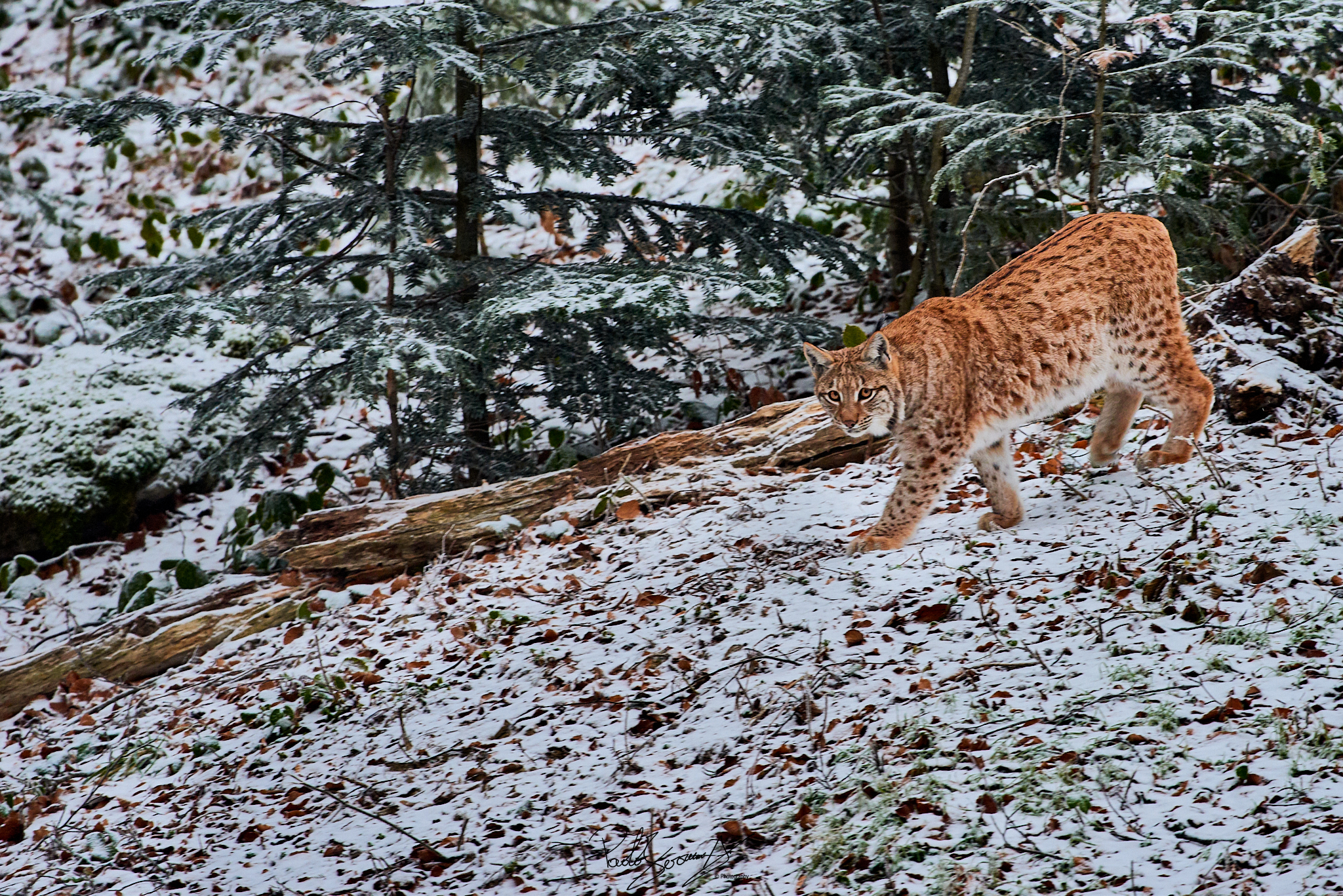 Lince nella neve