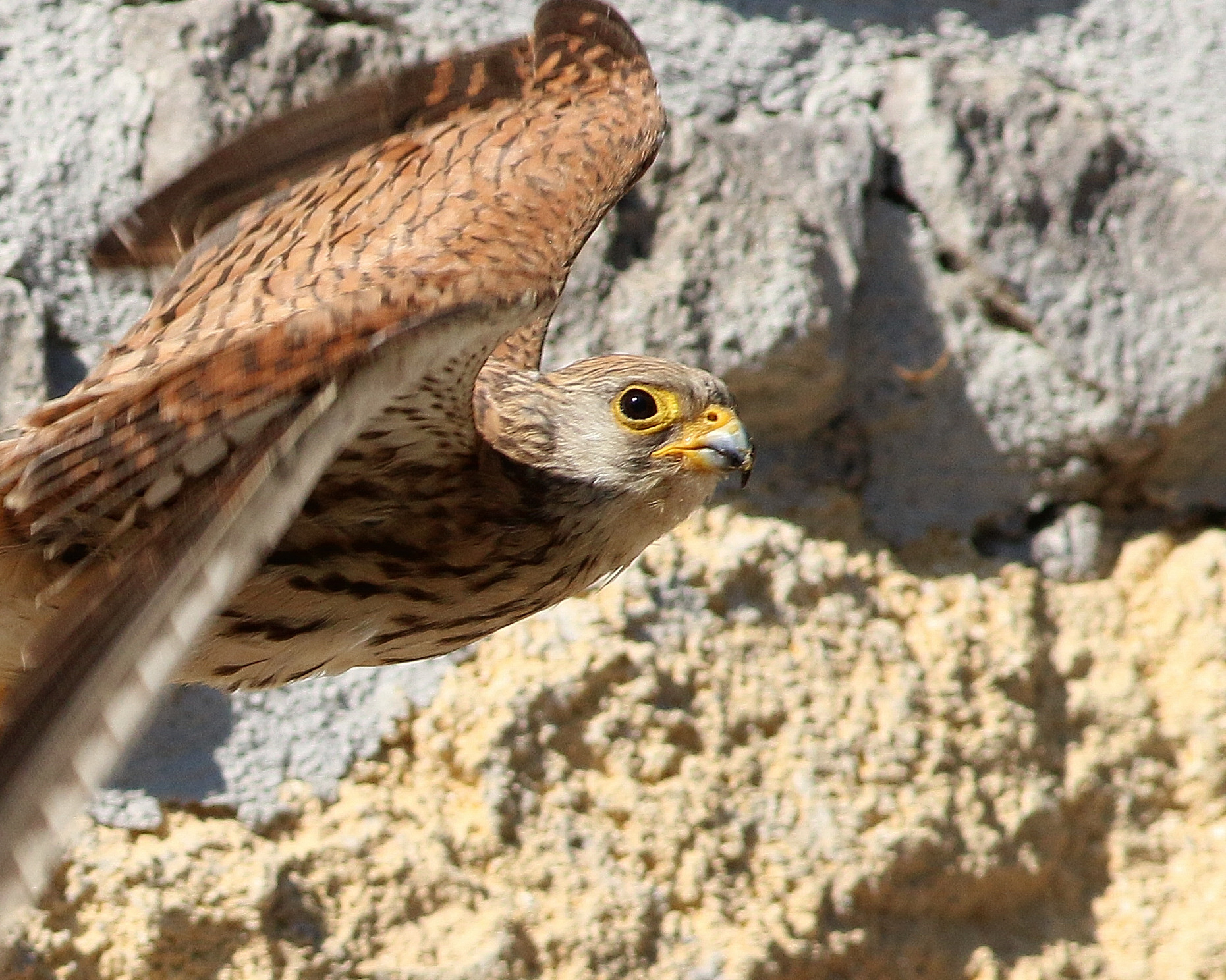 Femmina di Falco Naumanni
