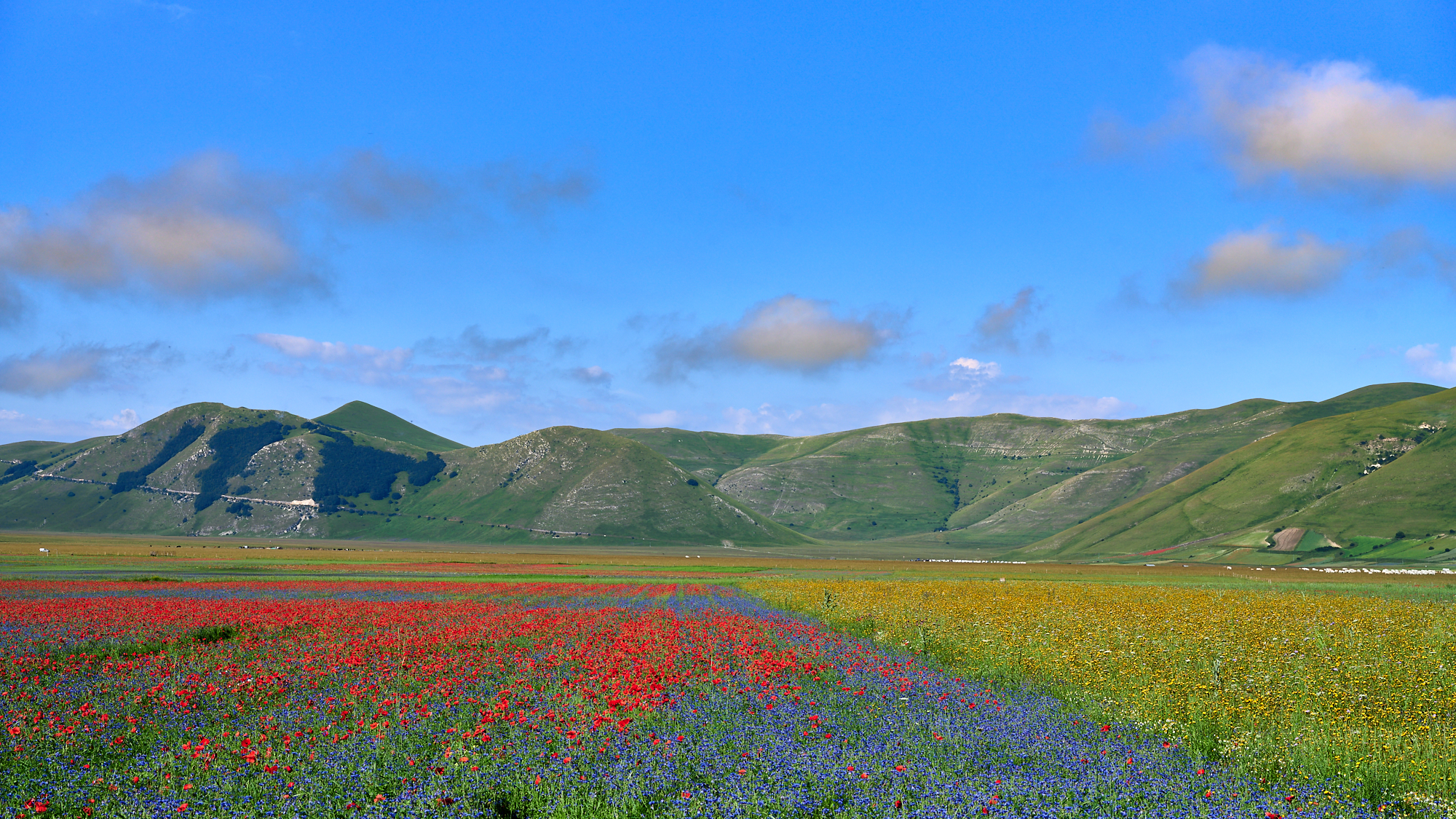 Castelluccio 2020