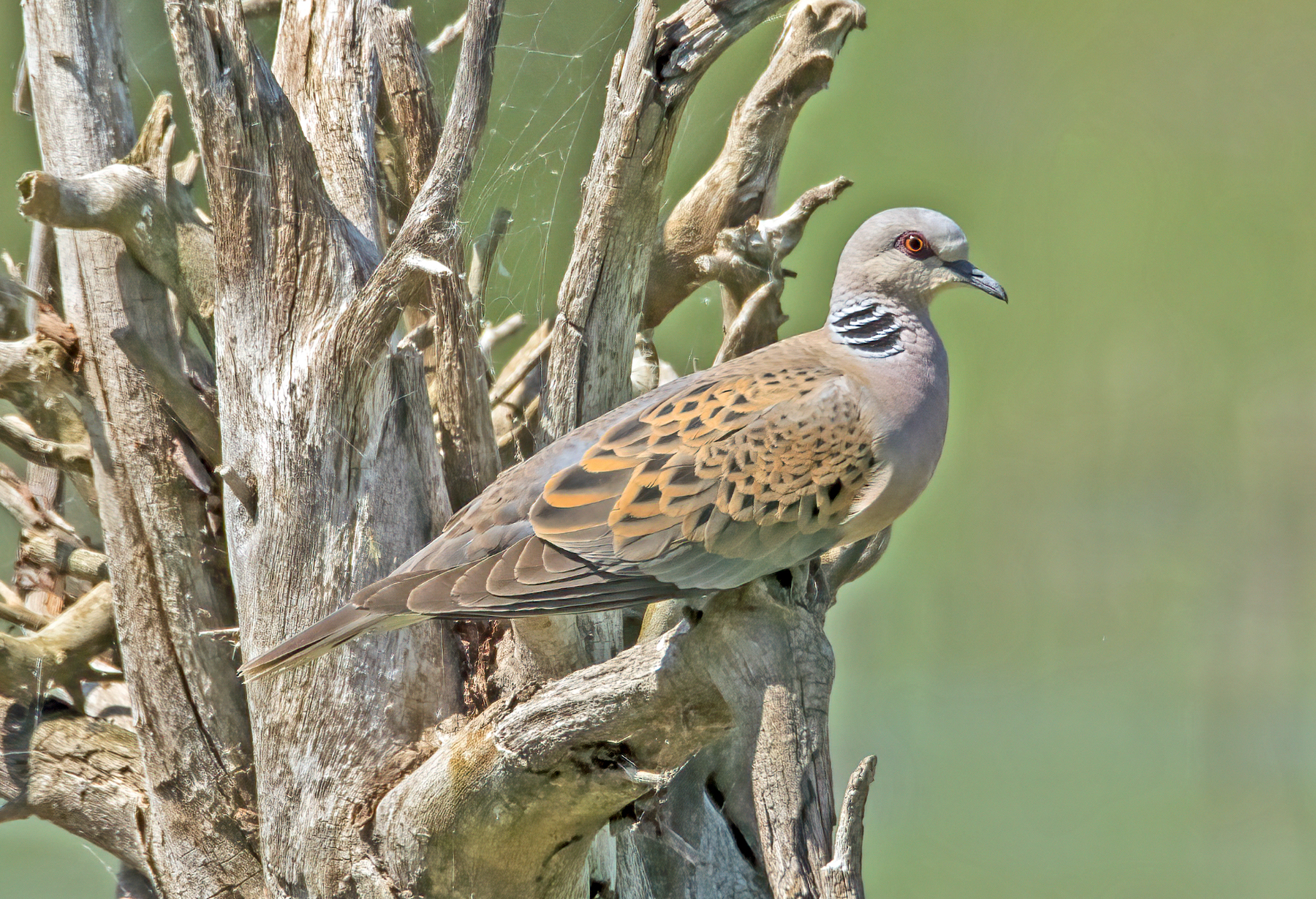 wild dove