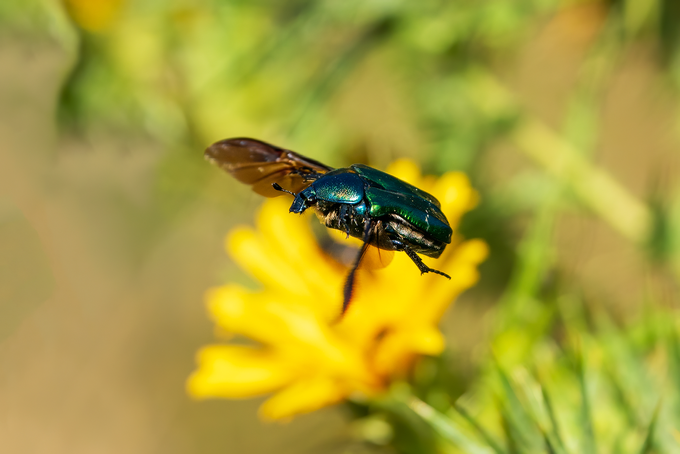 Golden cetonia in flight