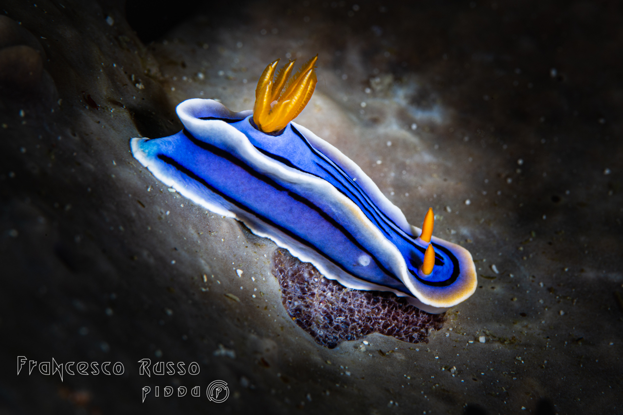 Chromodoris lochi