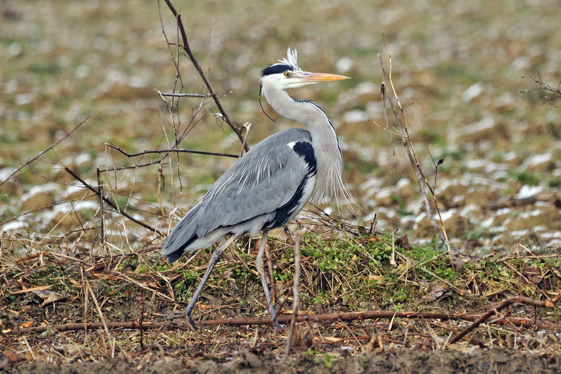 In cerca di donne giù in città...